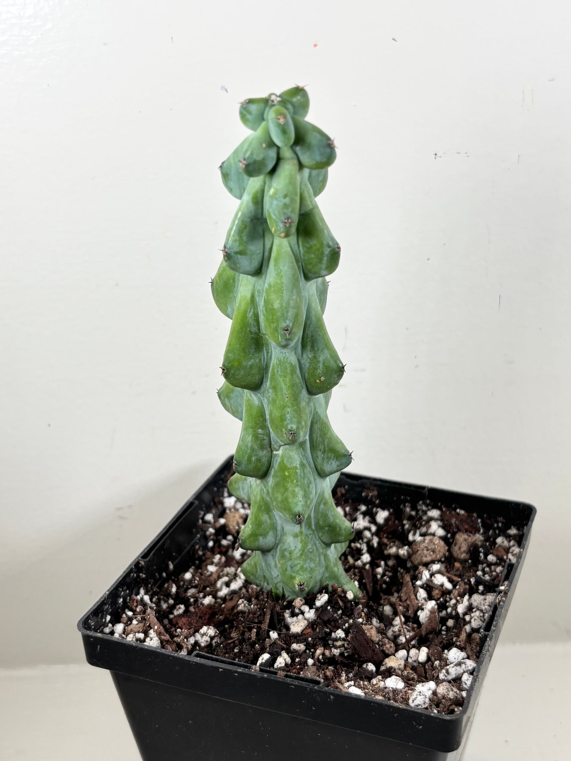 Myrtilocactus Geometrizans 'fukurukuryuzinboku' Boobie Cactus Live Cactus Plant - 4