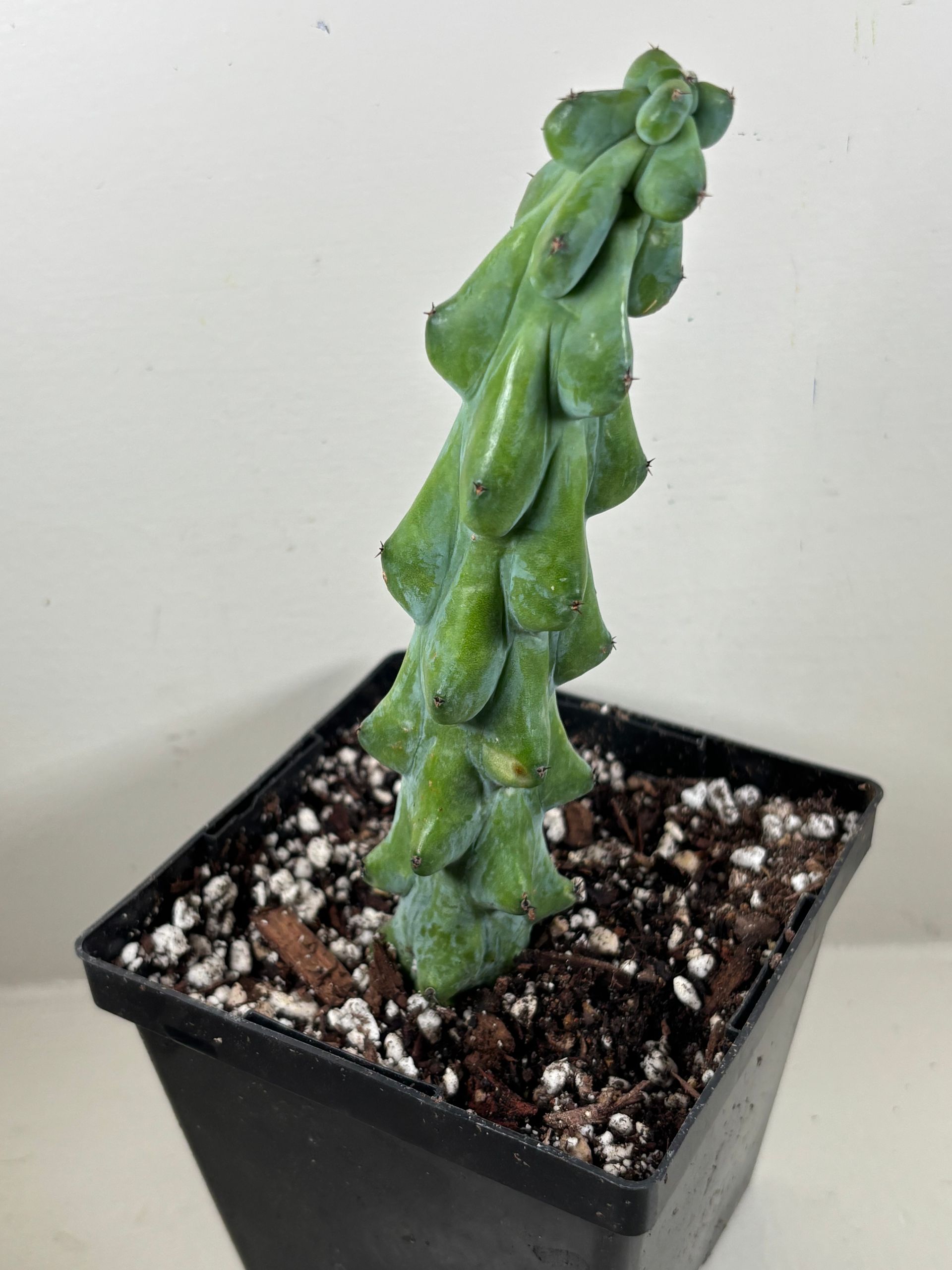 Myrtilocactus Geometrizans 'fukurukuryuzinboku' Boobie Cactus Live Cactus Plant - 4