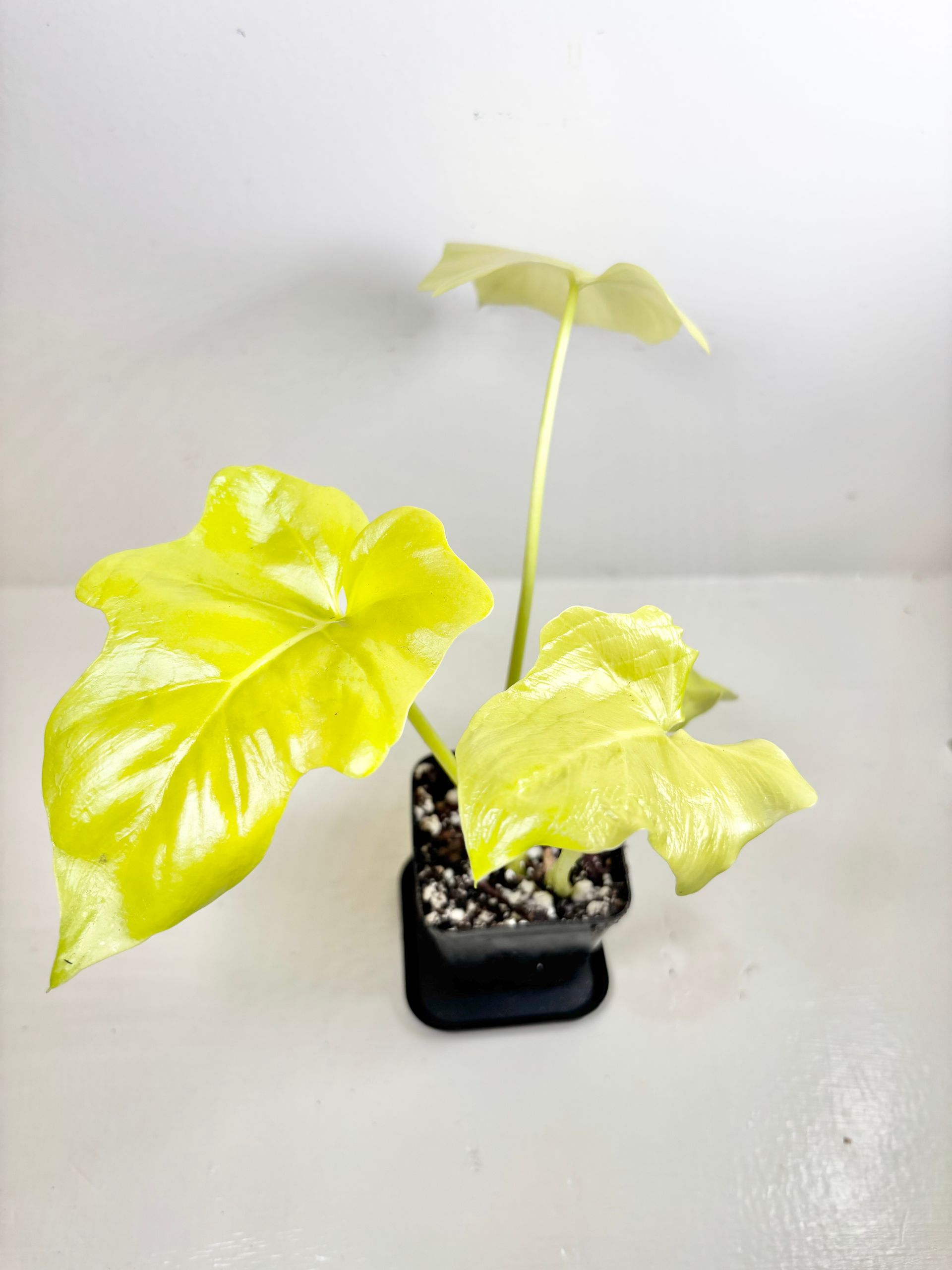 Philodendron 'warscewiczii' 2.5