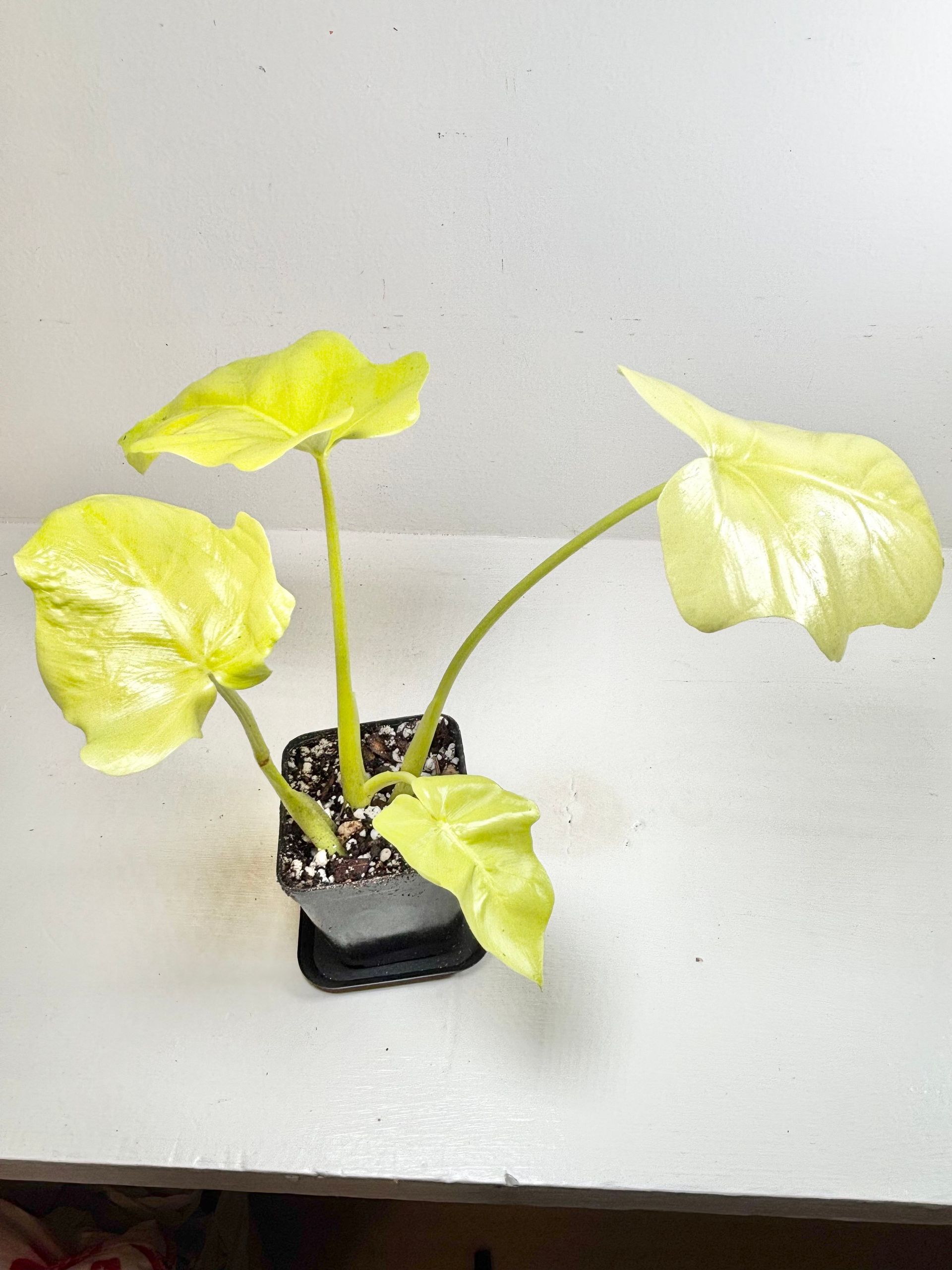 Philodendron 'warscewiczii' 2.5