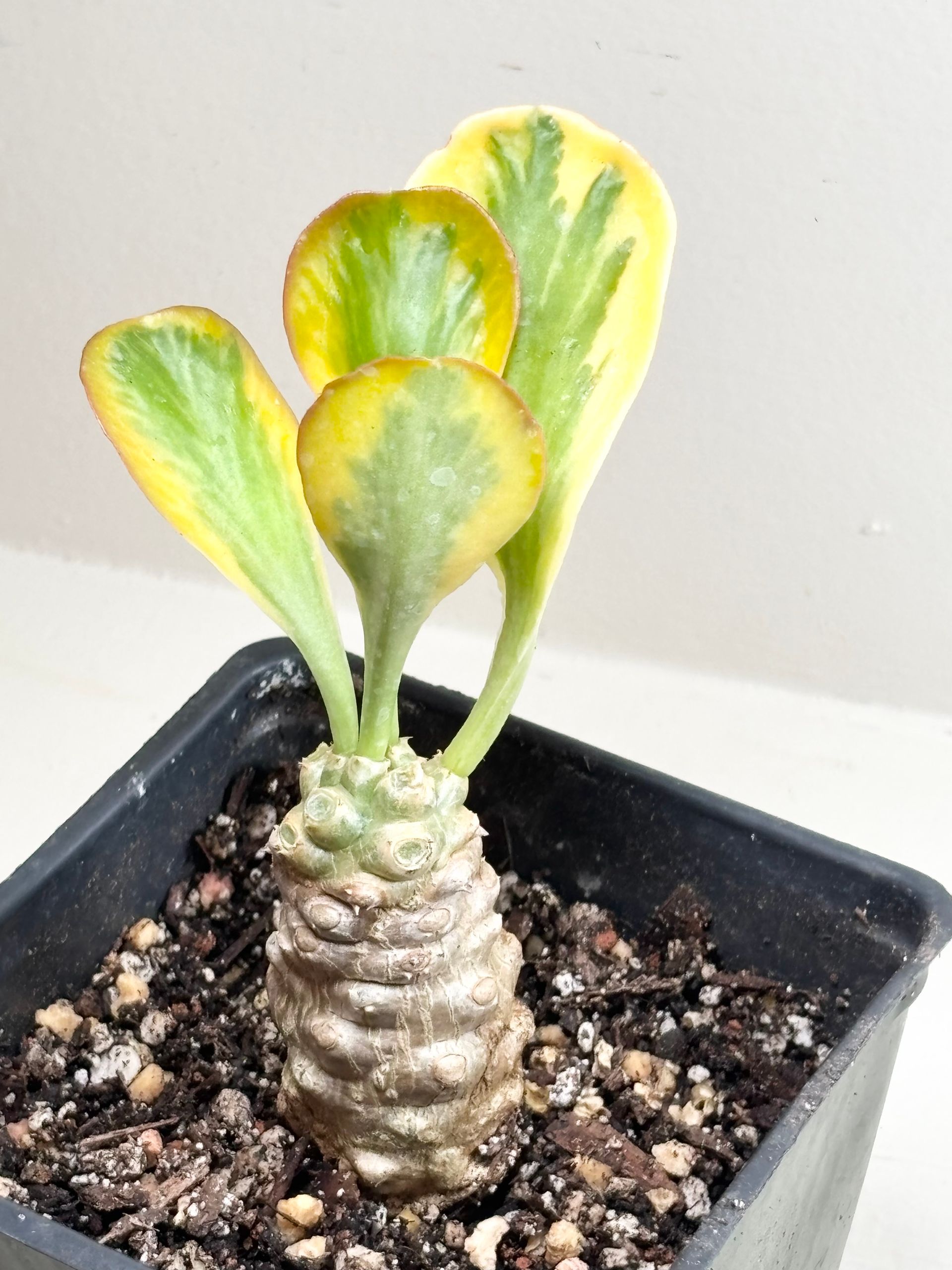 Euphorbia 'poisonii' - 4