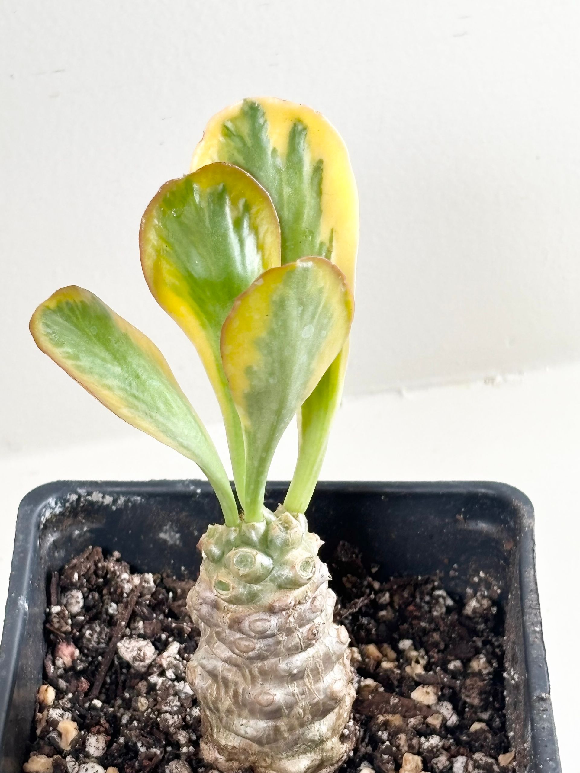 Euphorbia 'poisonii' - 4