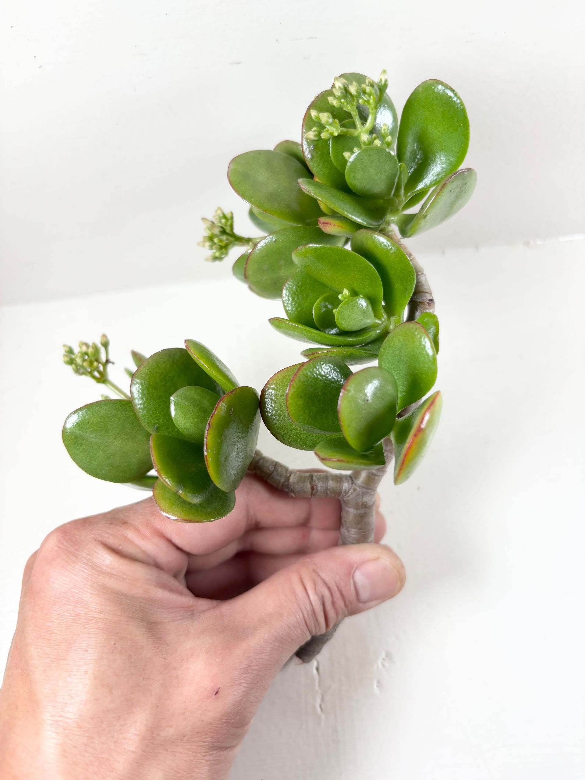 Crassula Ovata Jade Plant Cutting 3 pack of 6 inch Unrooted Cuttings - Roots Easily