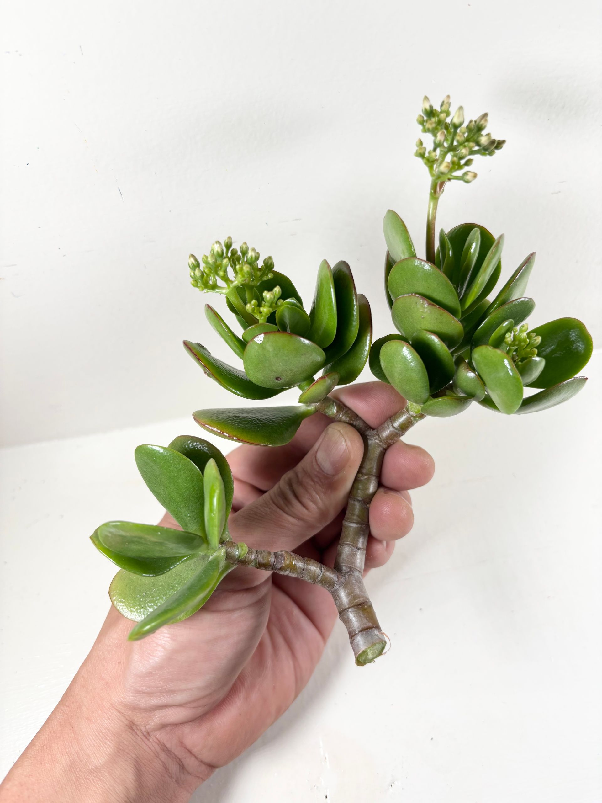 Crassula Ovata Jade Plant Cutting 3 pack of 6 inch Unrooted Cuttings - Roots Easily