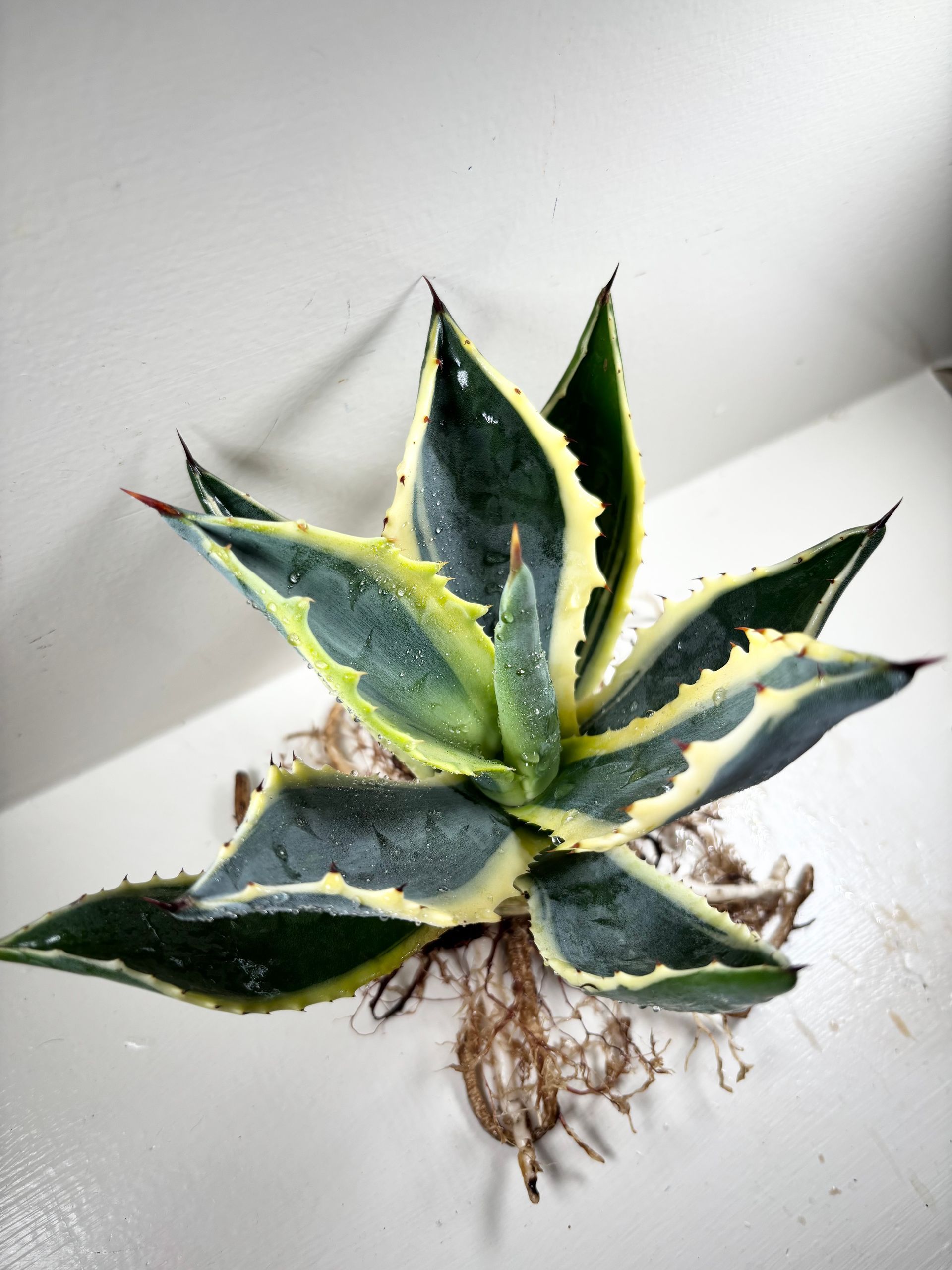 Agave americana 'marginata' Variegata - 4