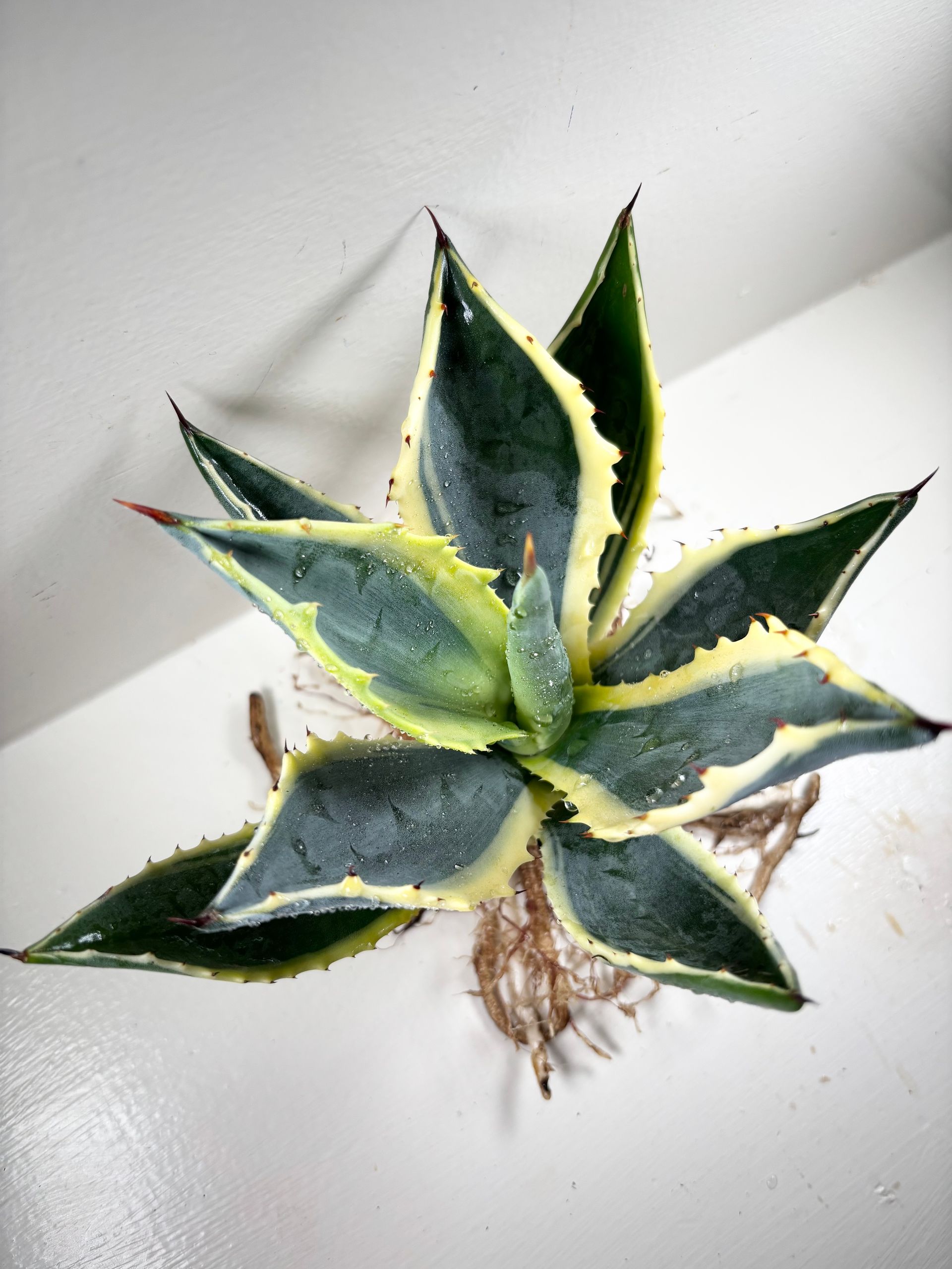 Agave americana 'marginata' Variegata - 4