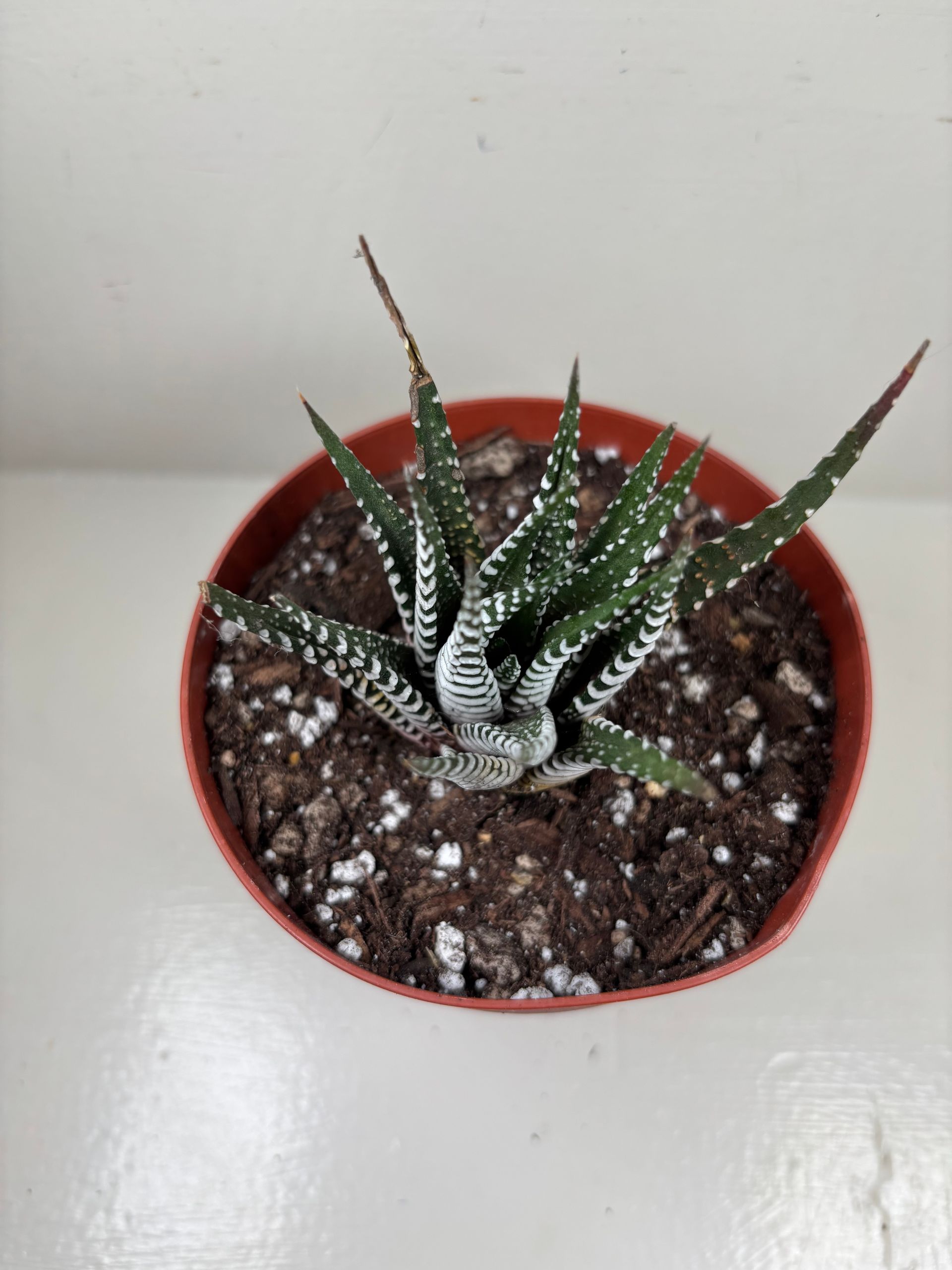 Haworthia 