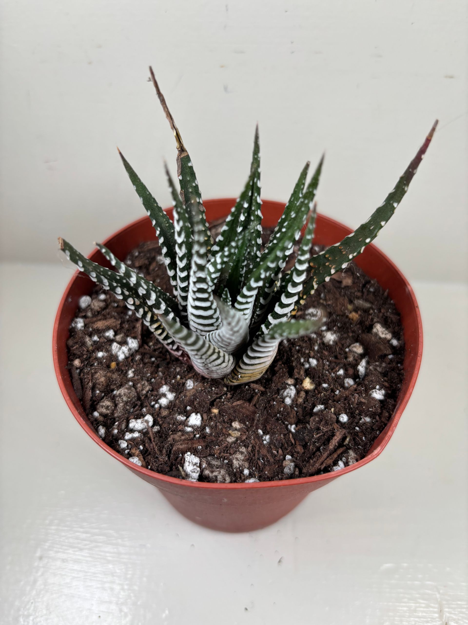 Haworthia 