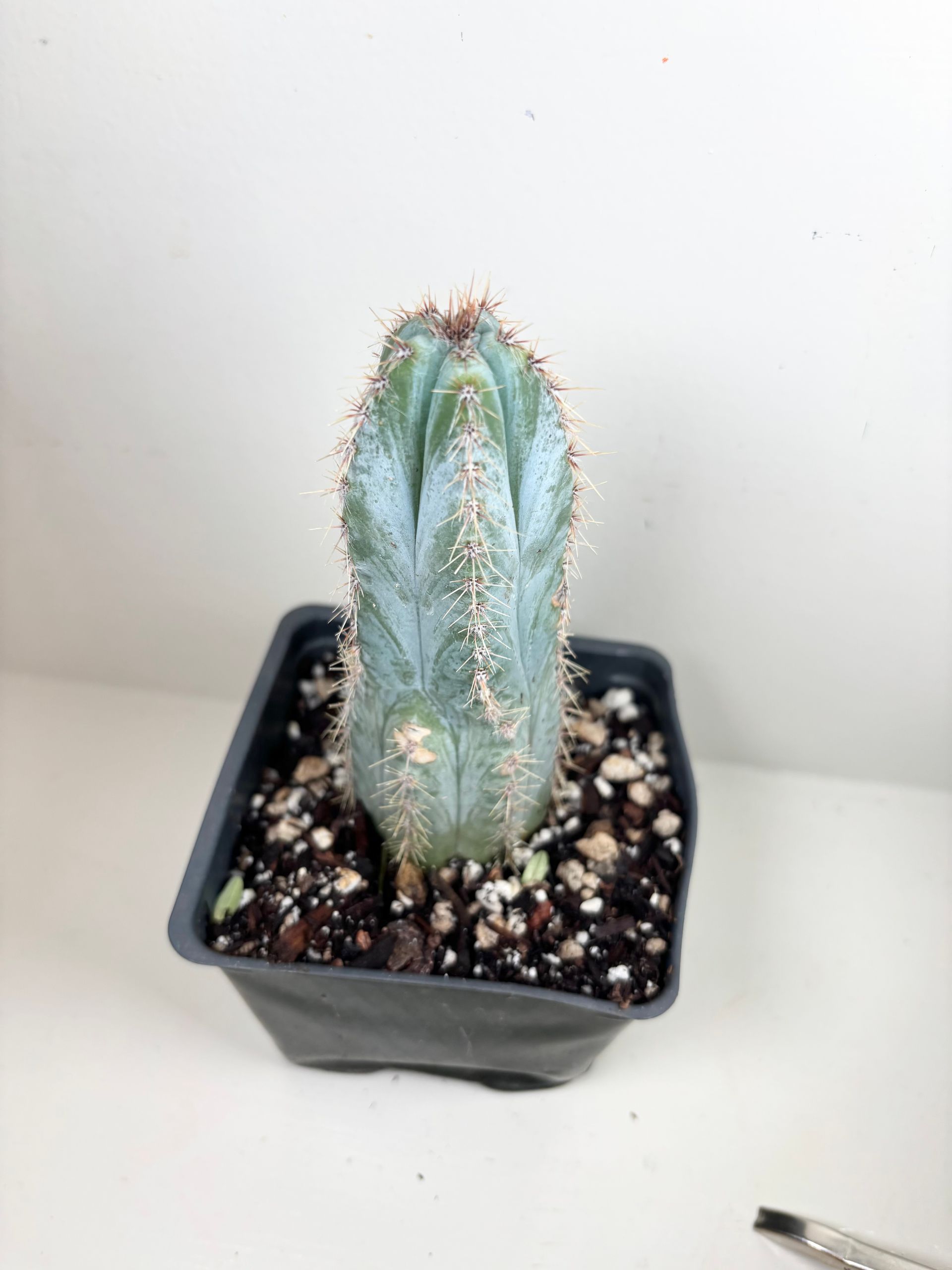Pilocereus 'azurus' Blue Torch Cactus - 4