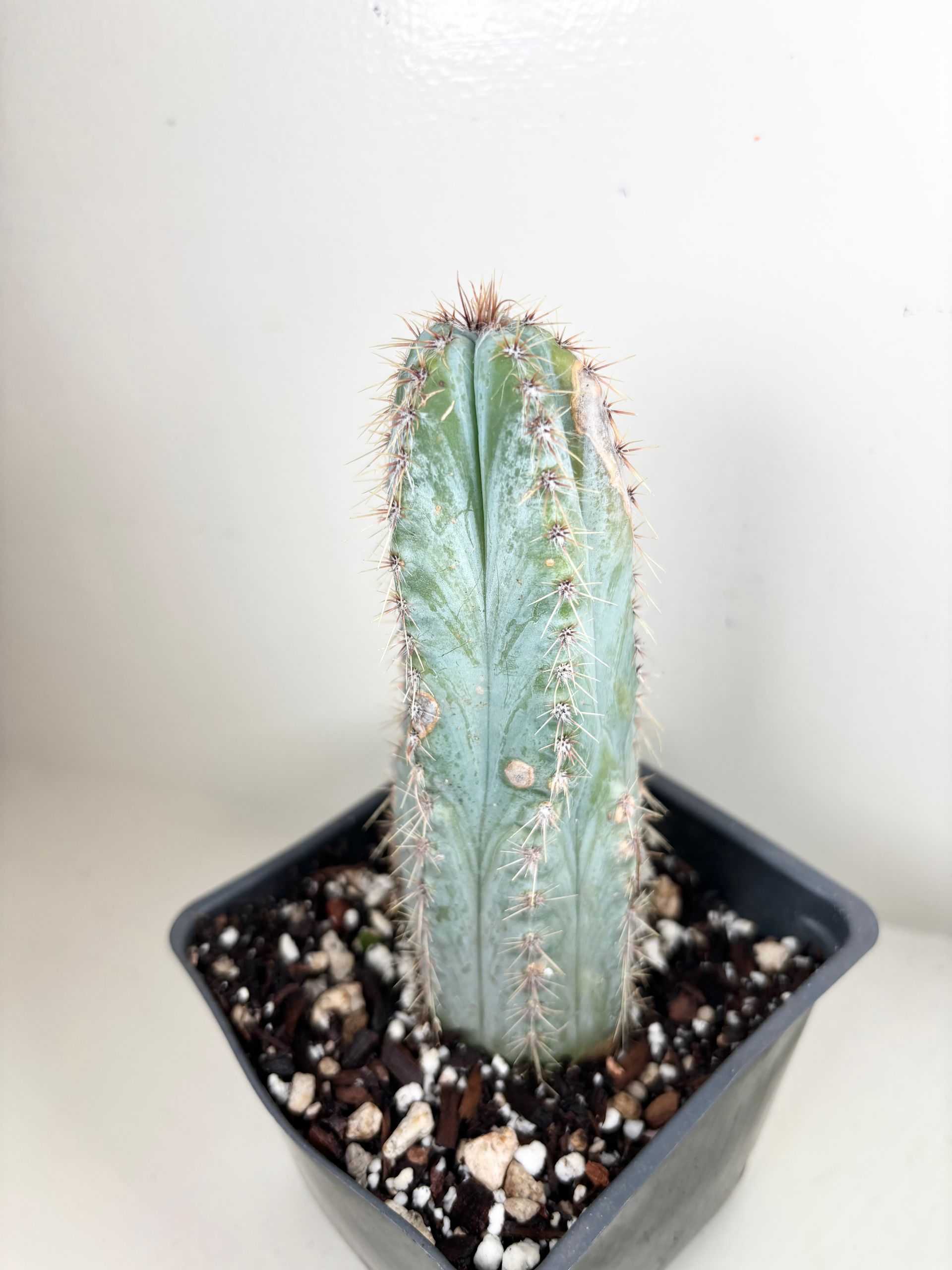 Pilocereus 'azurus' Blue Torch Cactus - 4