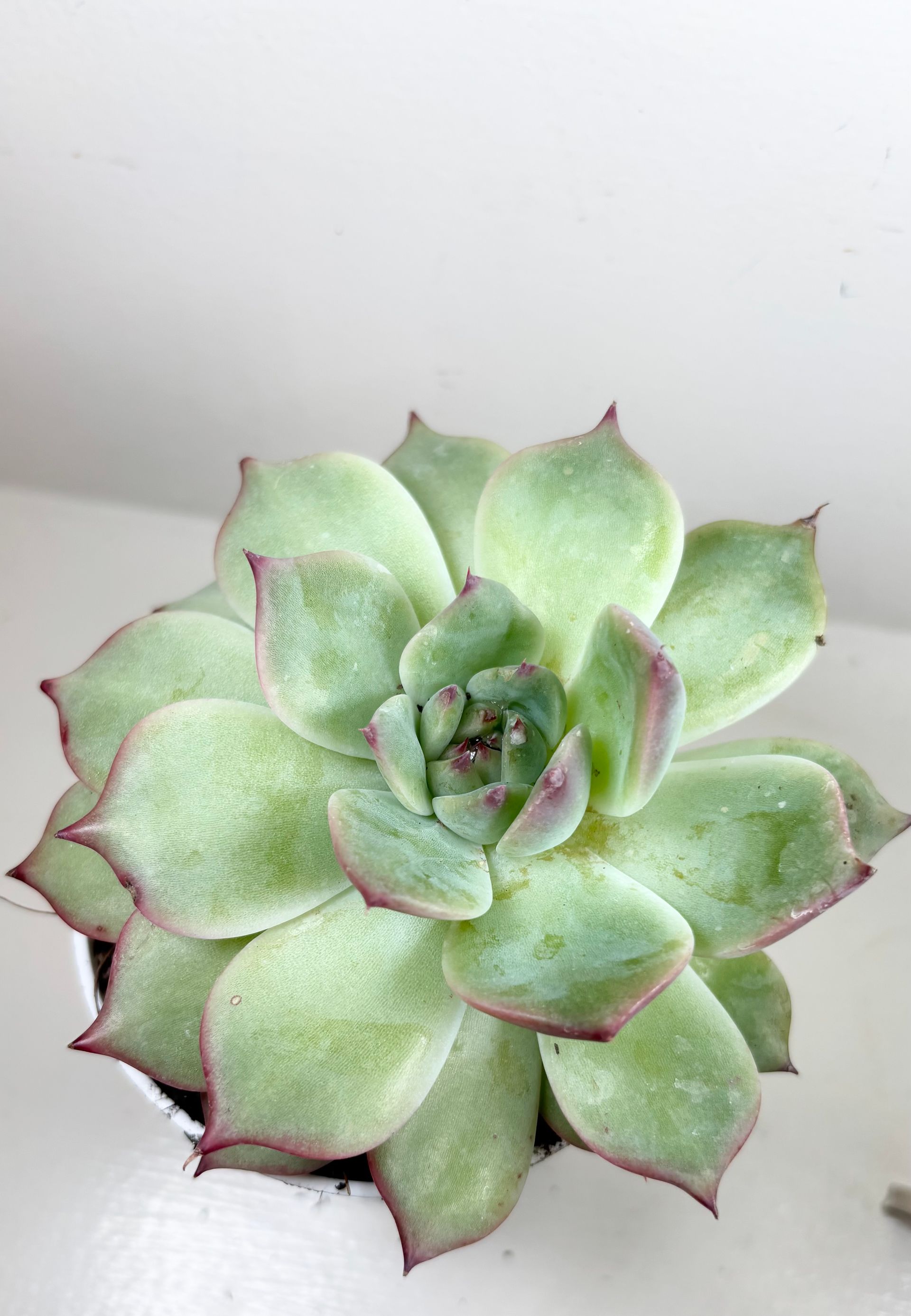 Echeveria 'ratam' - 4