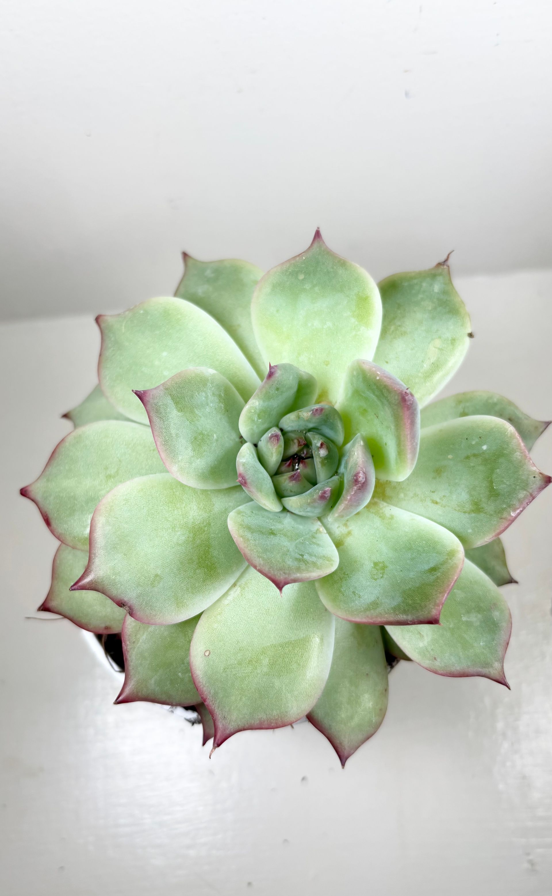 Echeveria 'ratam' - 4