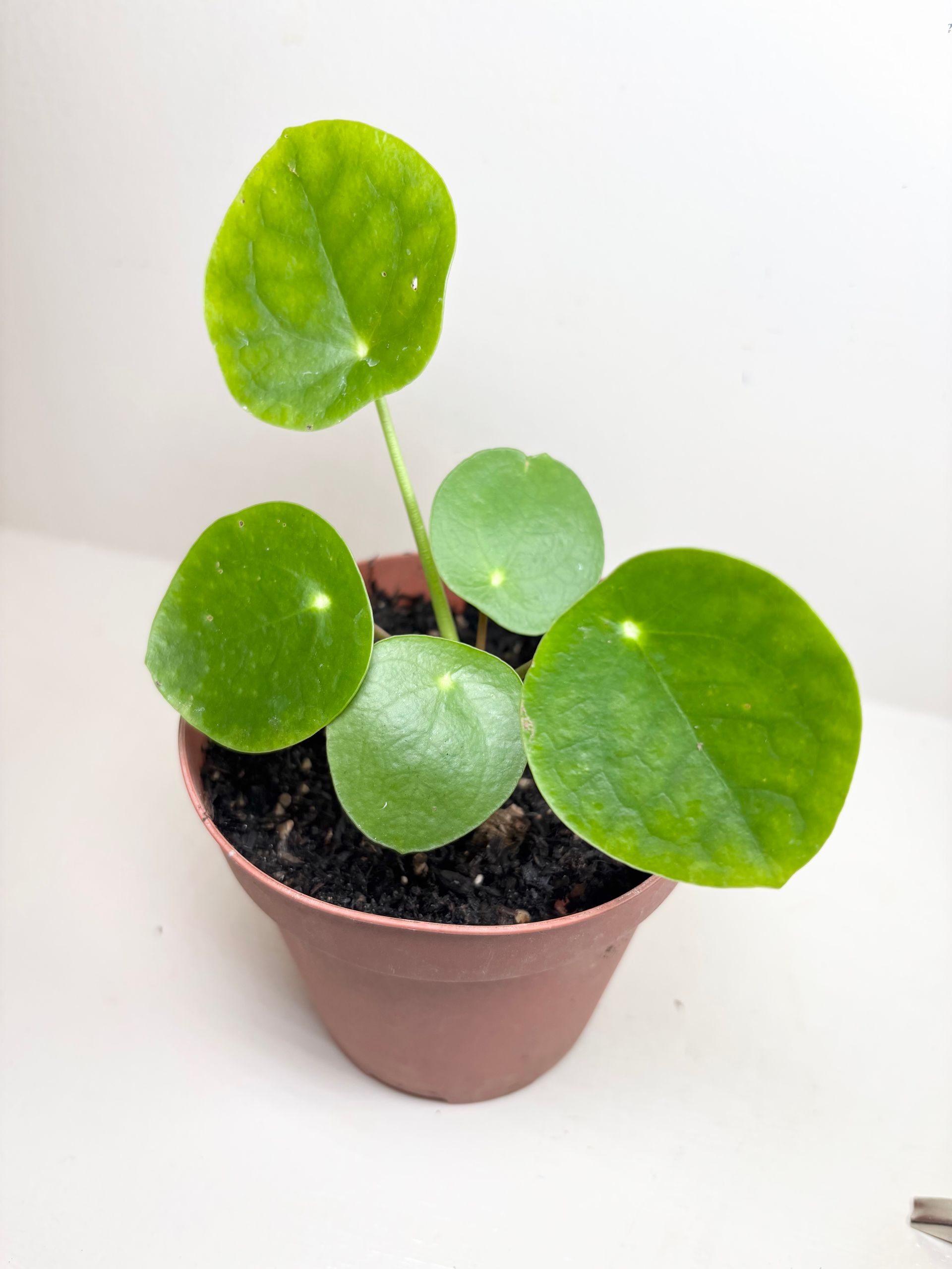 Pilea 'peperomioides' – Chinese Money Plant (Round-Leaf Indoor Houseplant) 4