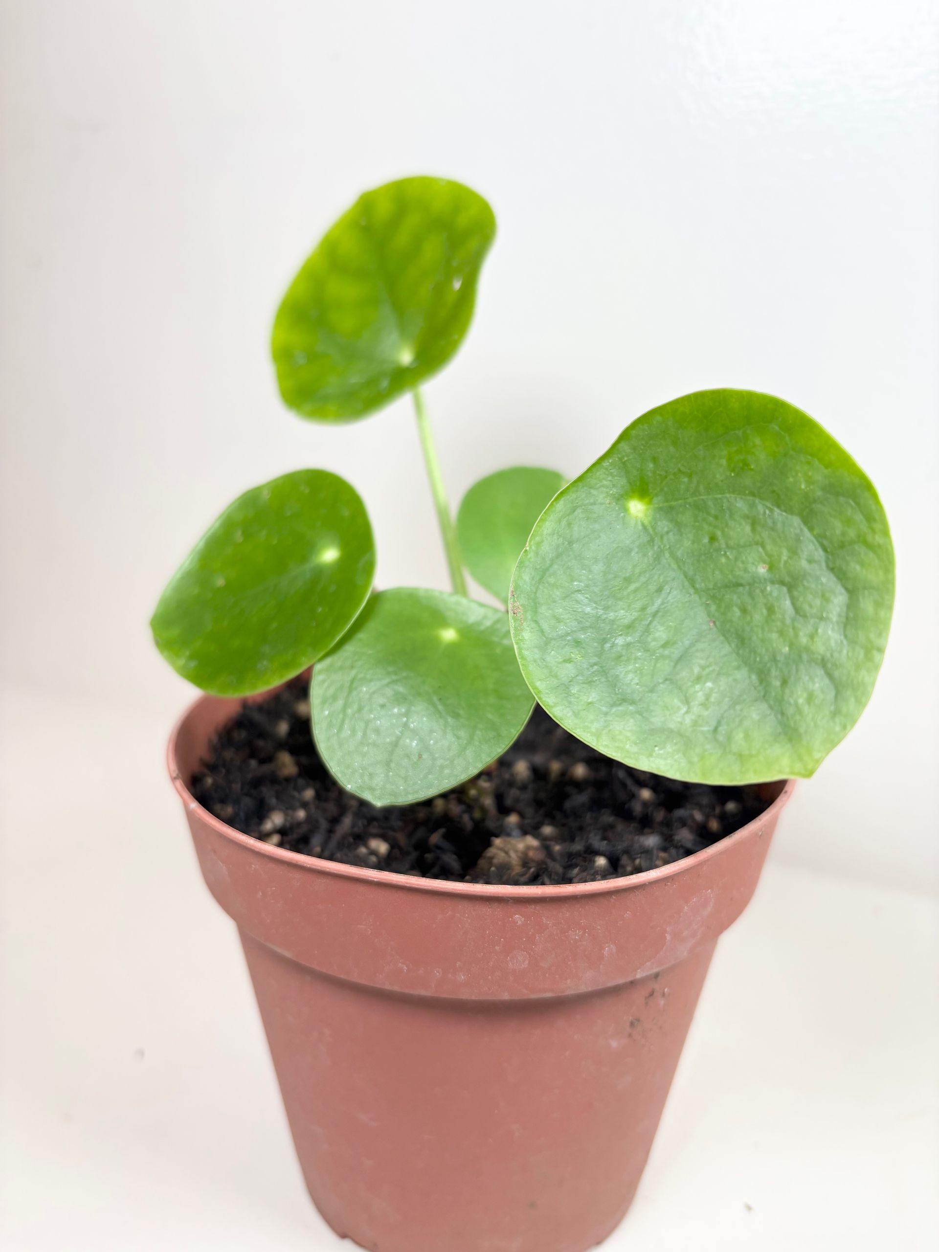 Pilea 'peperomioides' – Chinese Money Plant (Round-Leaf Indoor Houseplant) 4