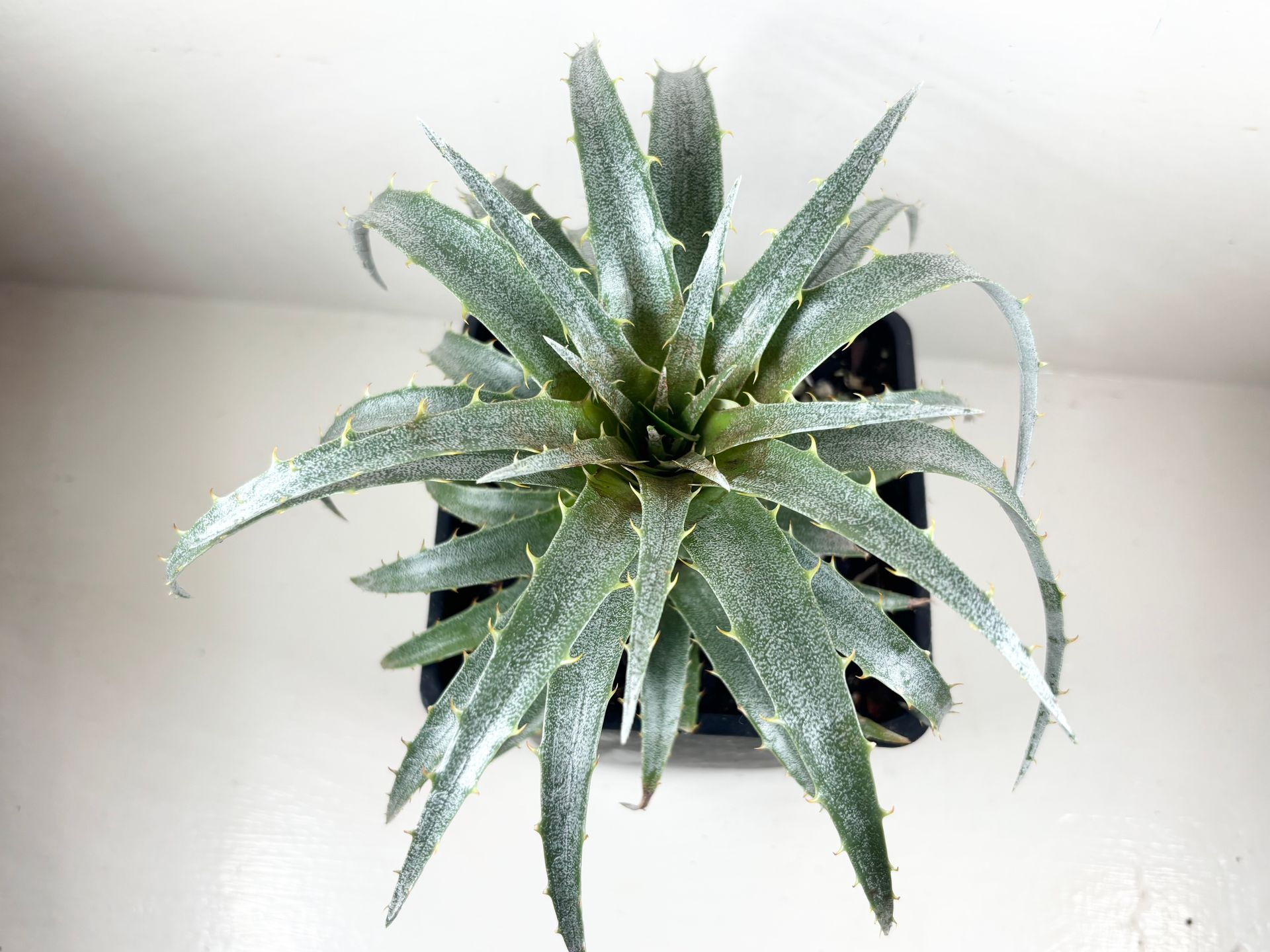 Puya 'venusta' - Terrestrial Bromeliad - 4