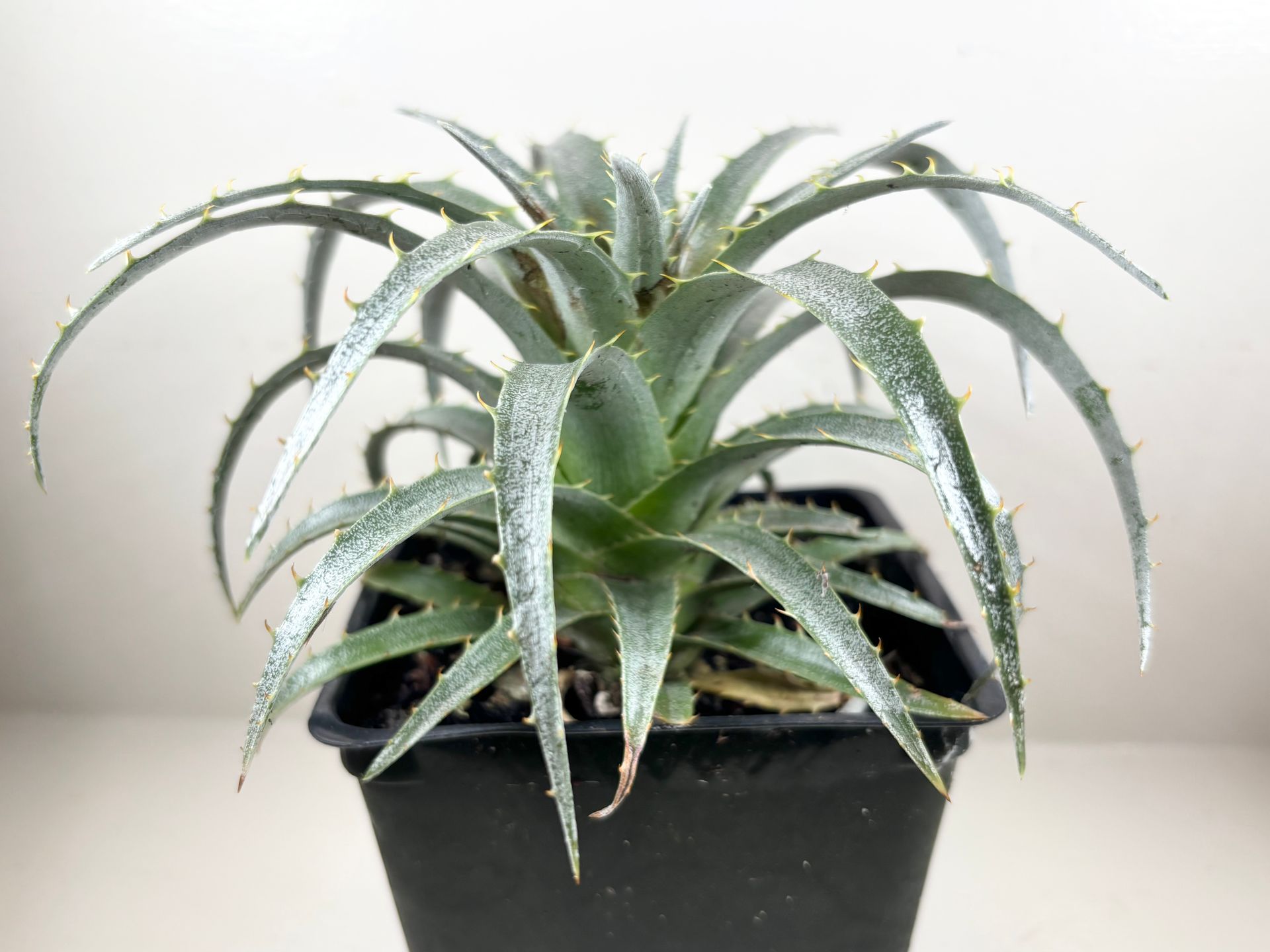 Puya 'venusta' - Terrestrial Bromeliad - 4