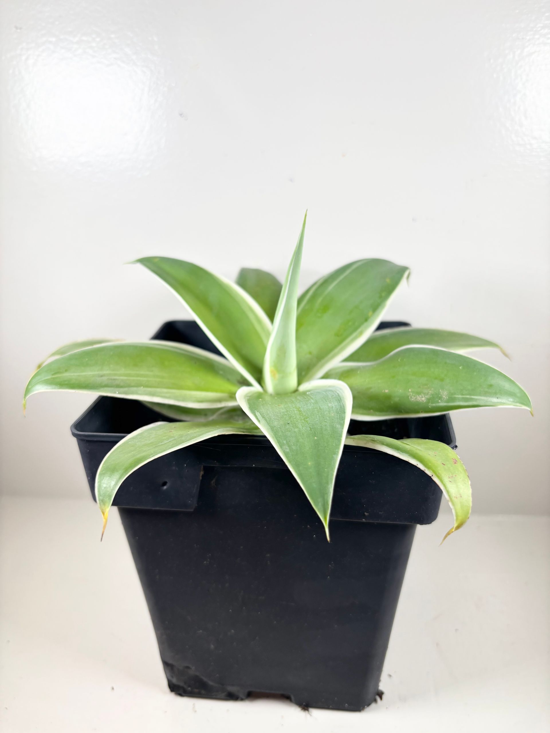 Agave 'atenuata' Variegata - 6