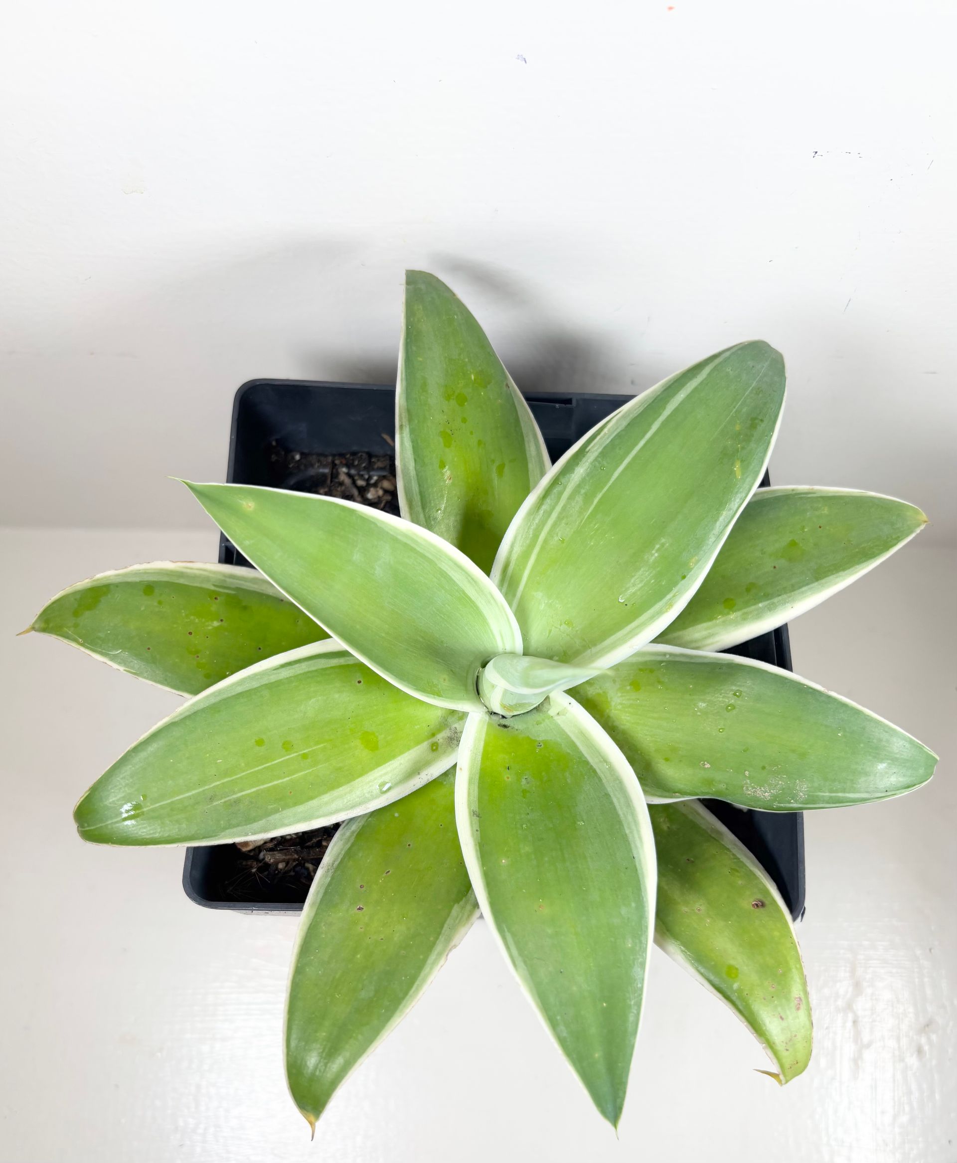 Agave 'atenuata' Variegata - 6