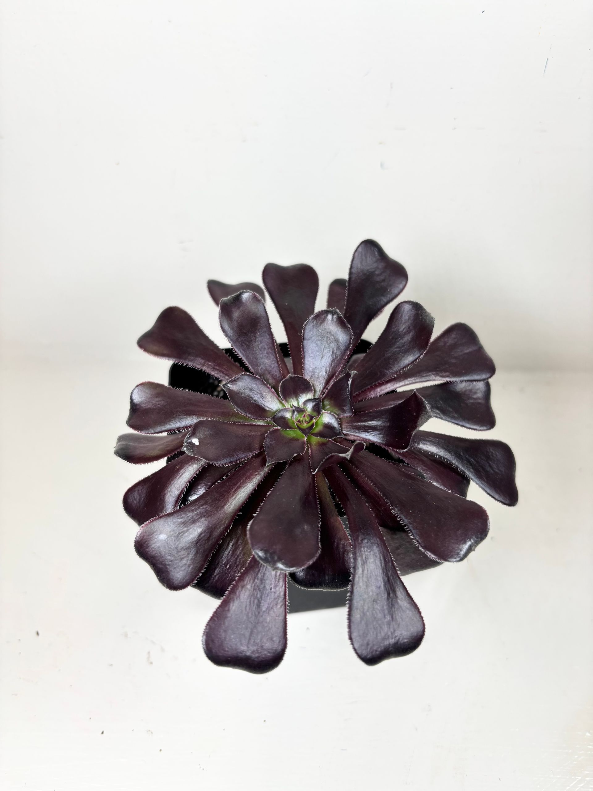 Burgundy Aeonium - Black Rose -4