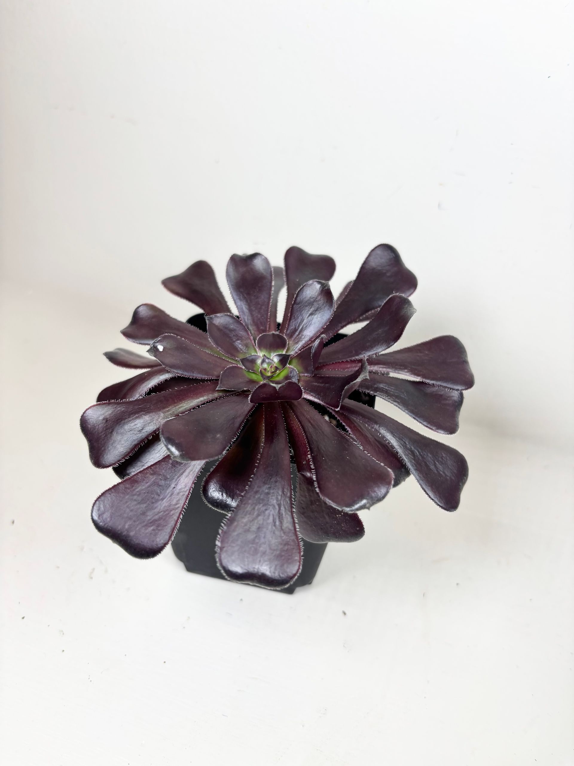 Burgundy Aeonium - Black Rose -4