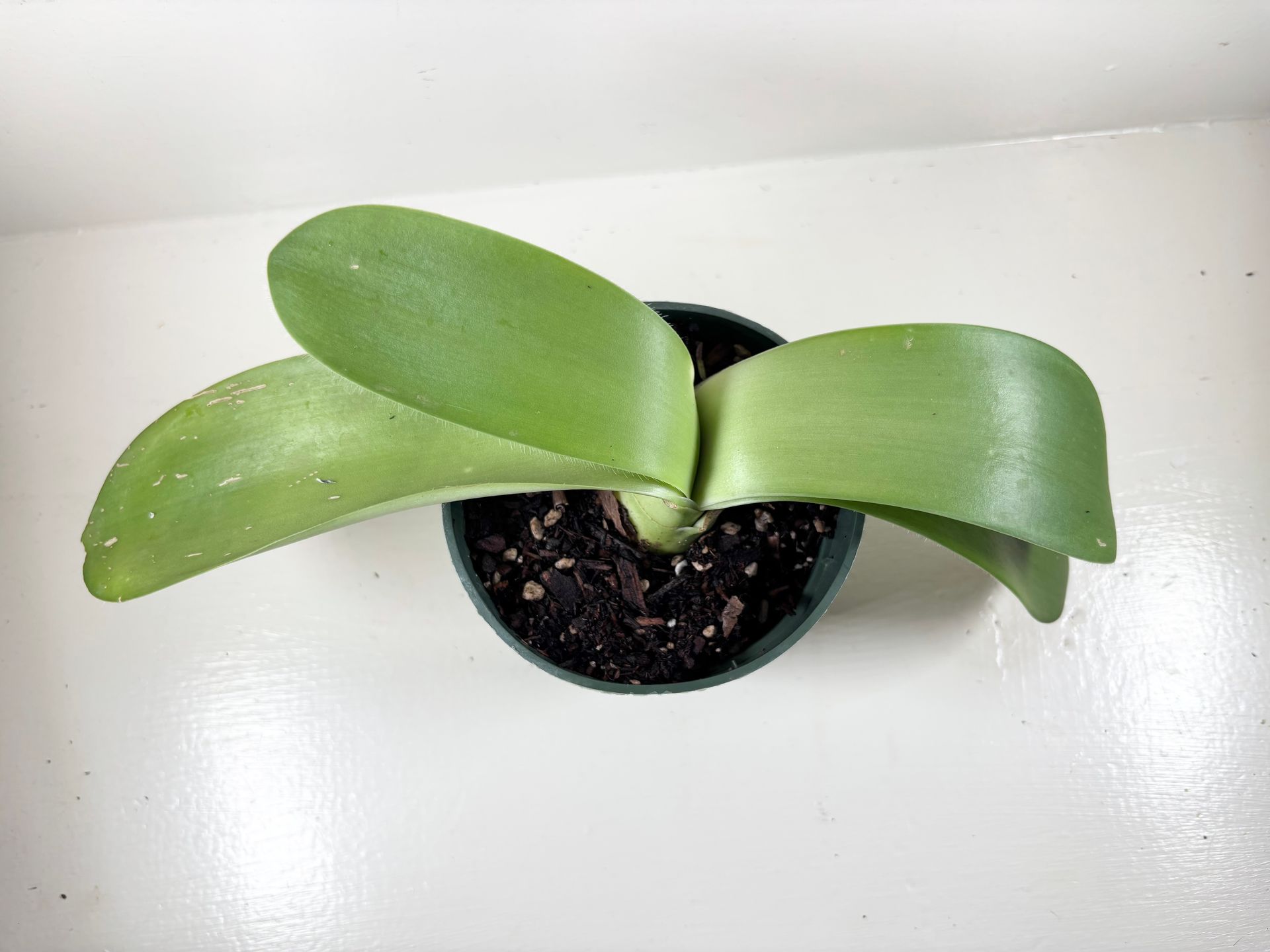 Haemanthus 'albiflos' - White Paintbrush Caudex Bulb- Live Plant - 4