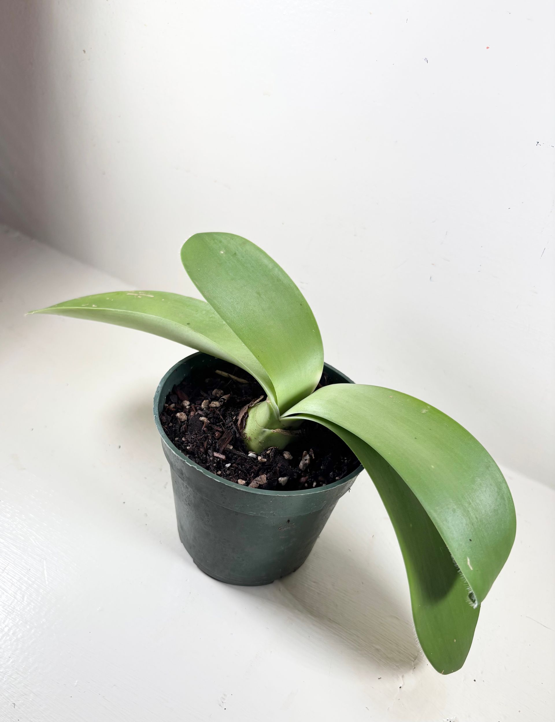 Haemanthus 'albiflos' - White Paintbrush Caudex Bulb- Live Plant - 4