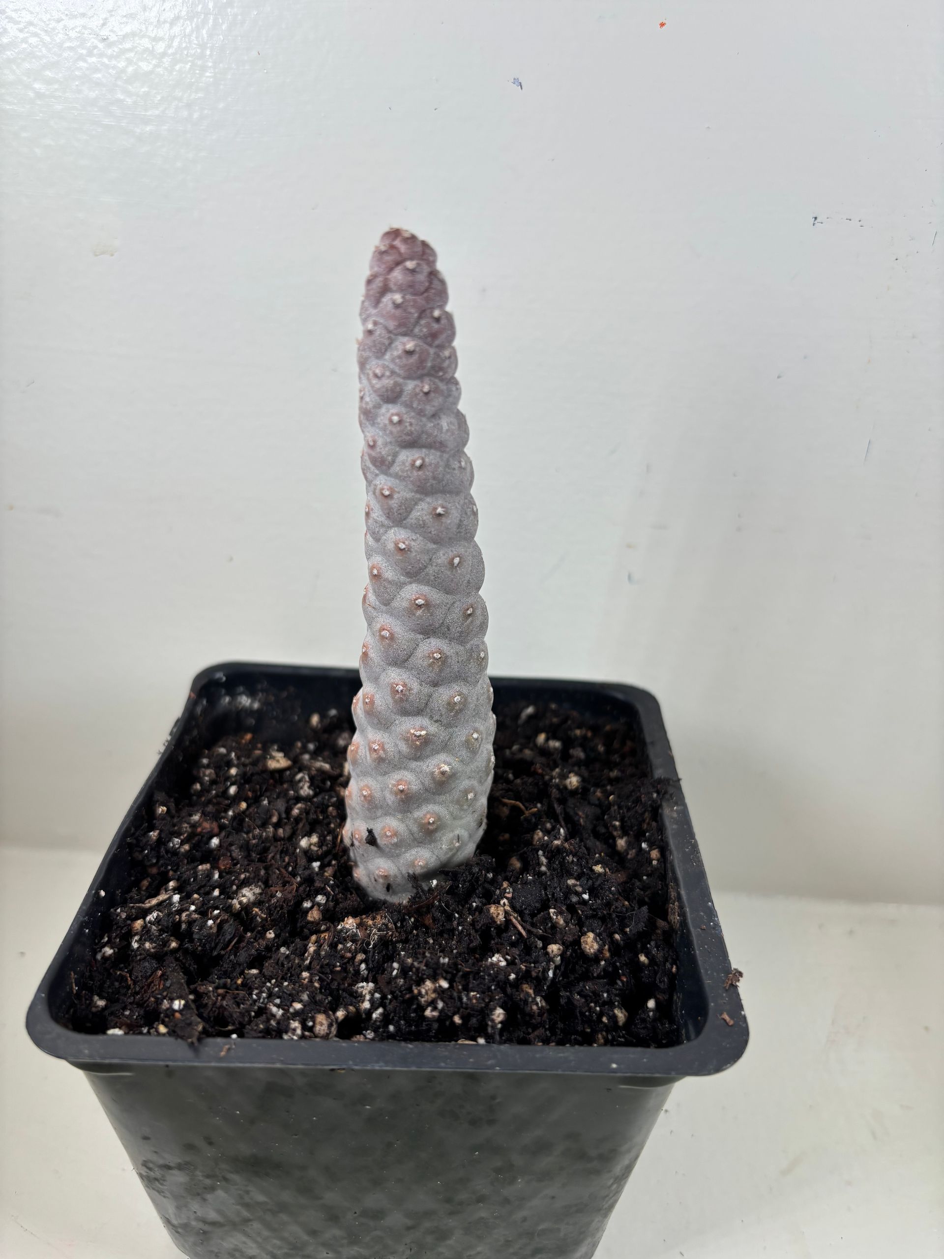 Tephrocactus 'artculatus' - Pine Cone Cactus - 4