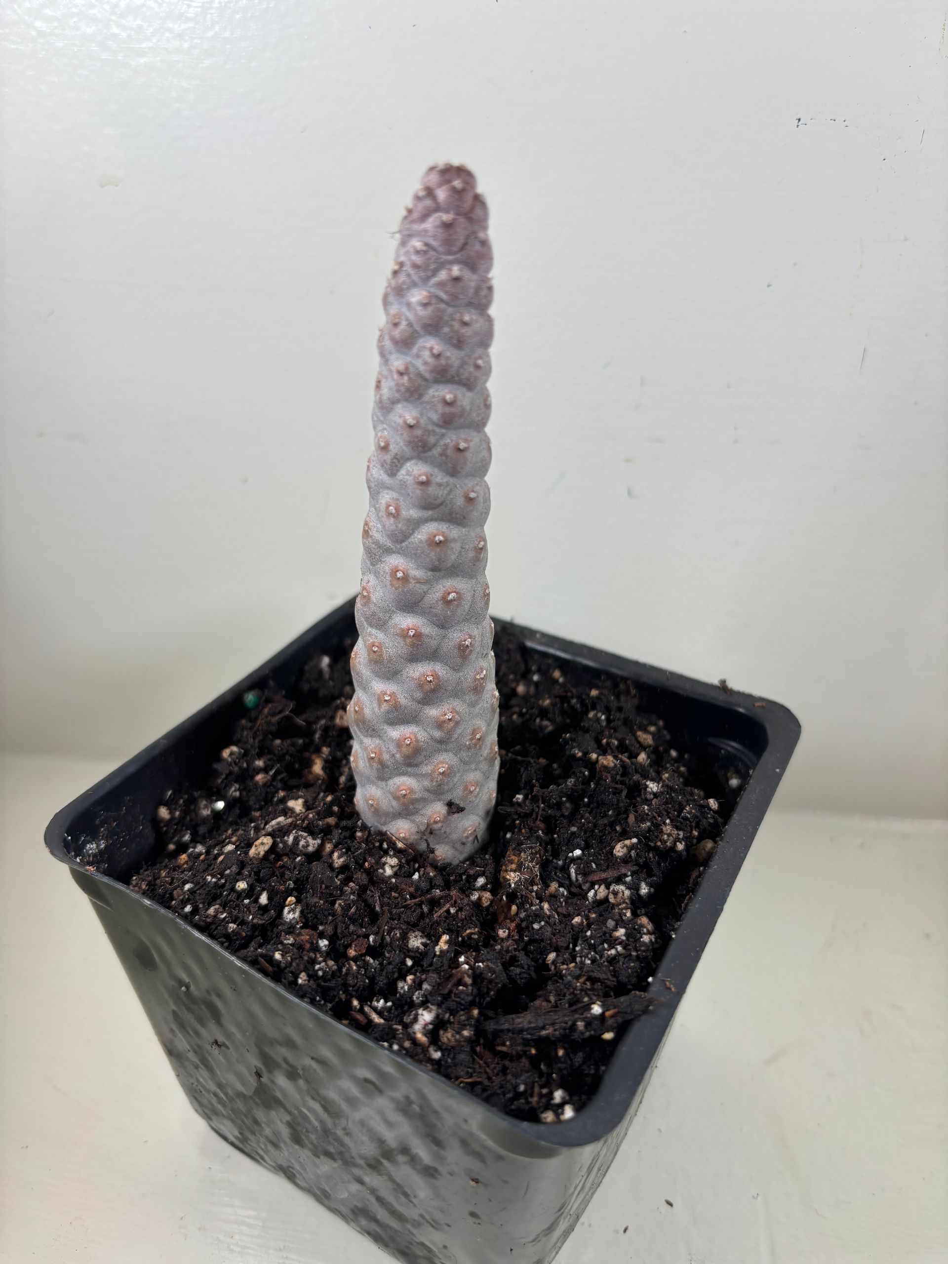 Tephrocactus 'artculatus' - Pine Cone Cactus - 4