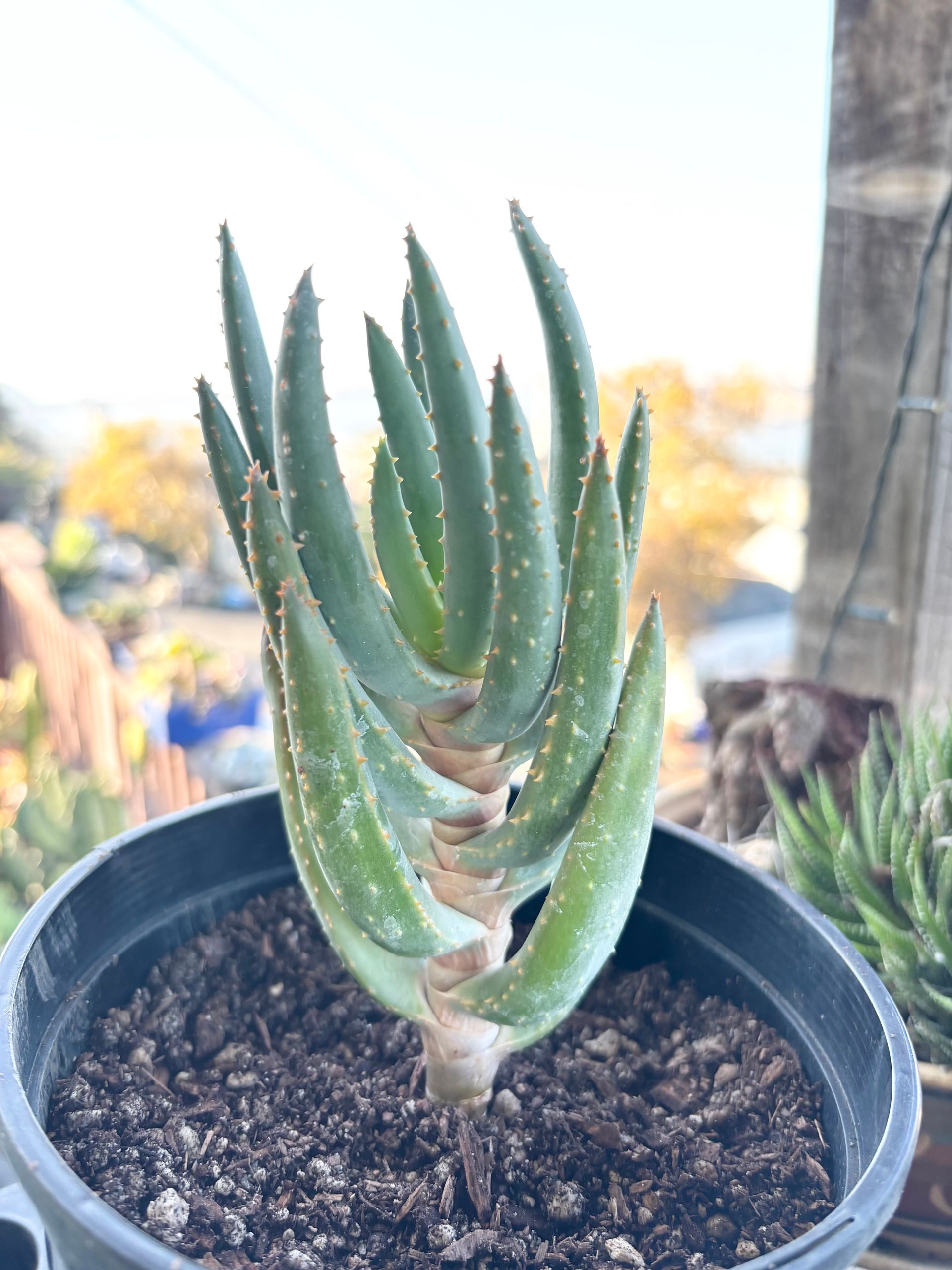 Aloe 'dichotoma' 1 Galllon Pot