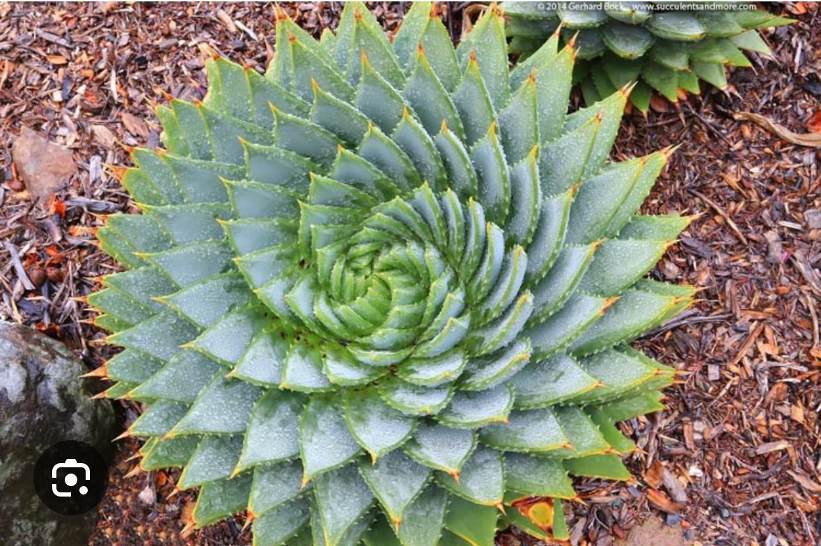 Aloe 'polyphylla' Spiral Geometric Fibonacci - Live Succulent Plant - 4
