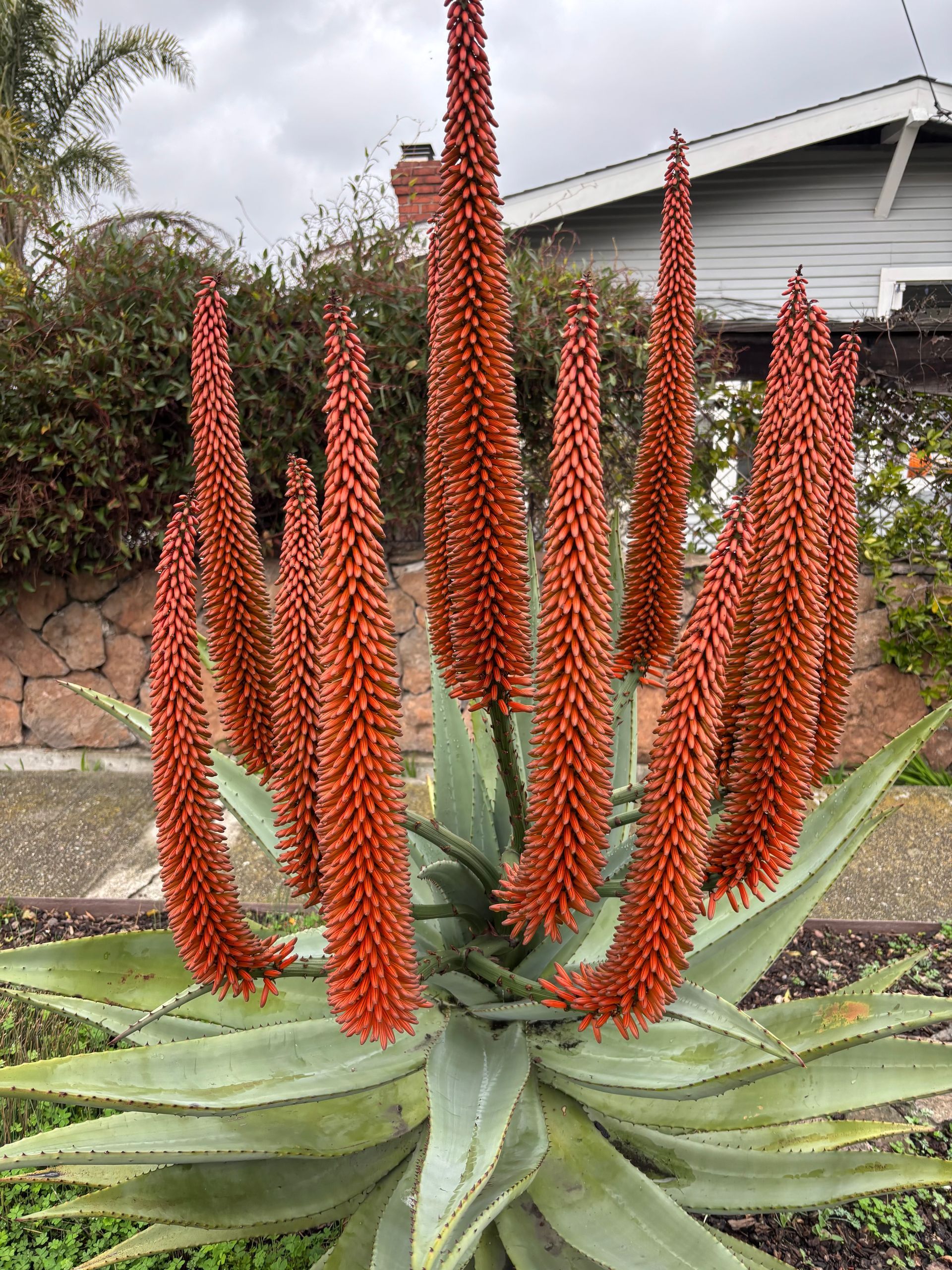 Cape Aloe (Aloe Ferox) 4