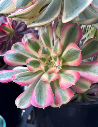 Succulent plant with green, pink, and yellow variegated leaves.
