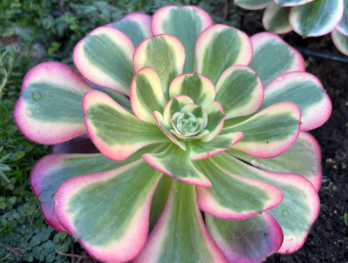 Succulent plant with green, pink, and yellow variegated leaves.