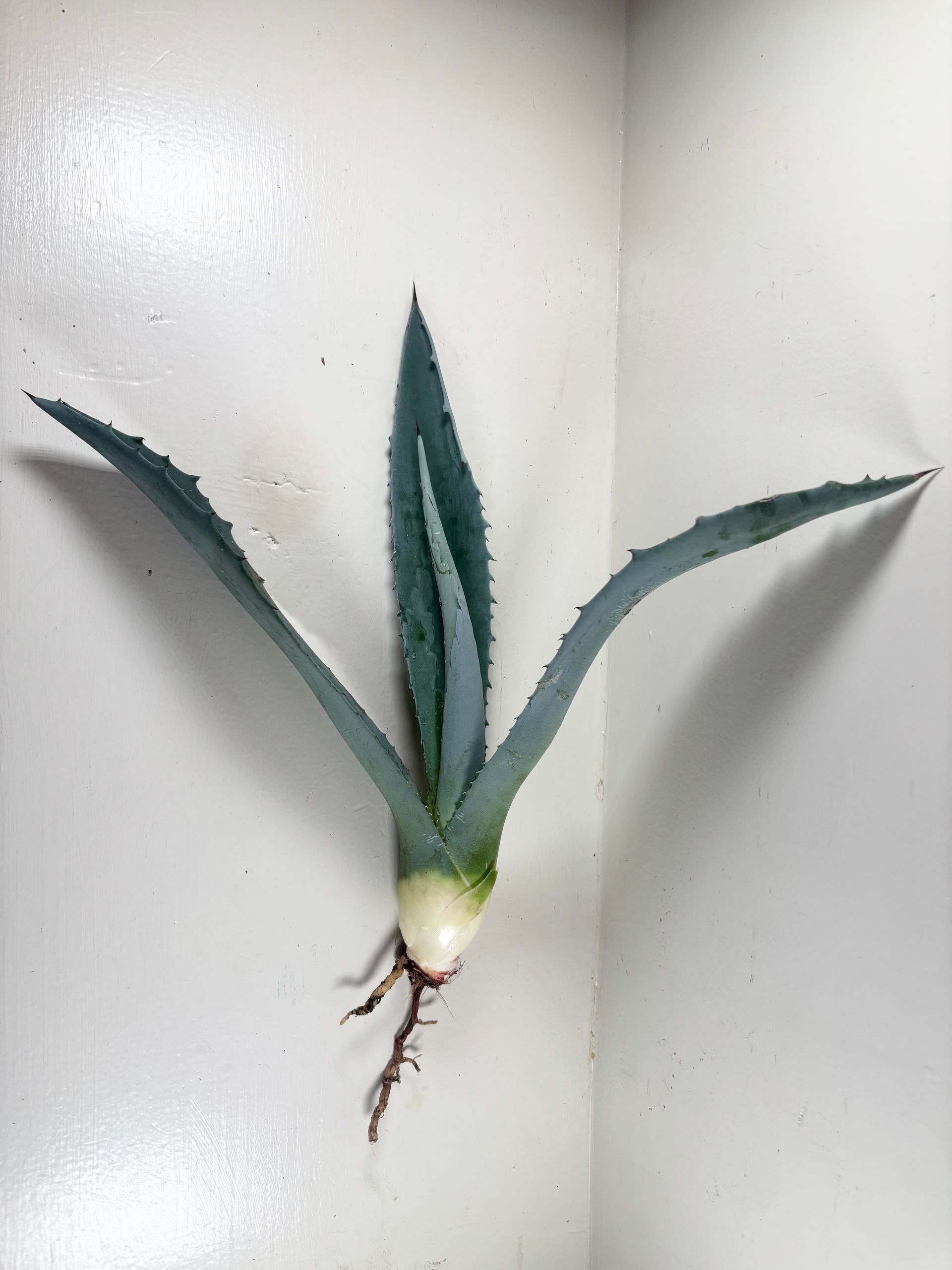 Hand holding a bluish-green agave plant with spiky leaves.