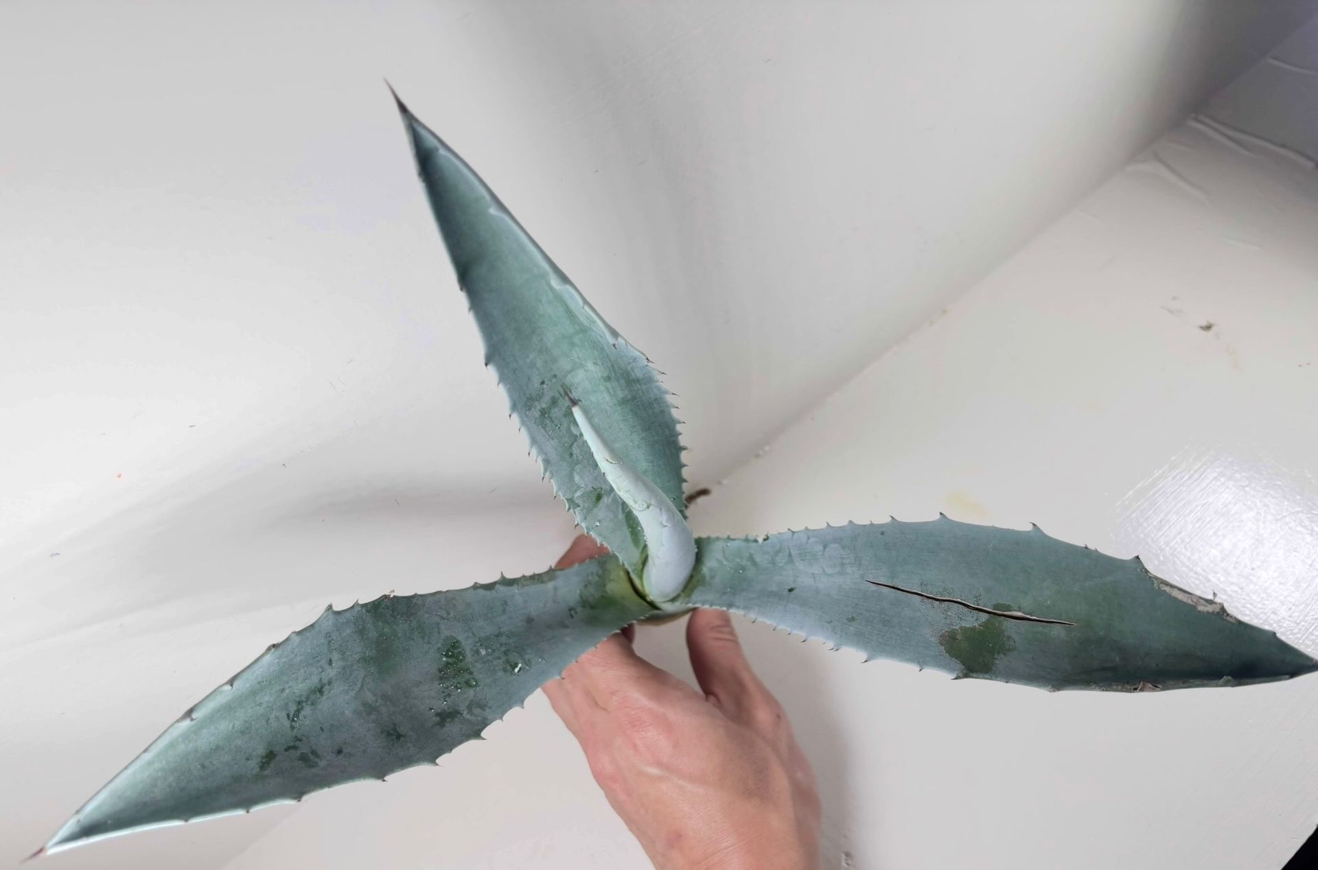 Hand holding a bluish-green agave plant with spiky leaves.