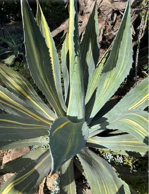 Variegated agave plant with green and yellow striped leaves.