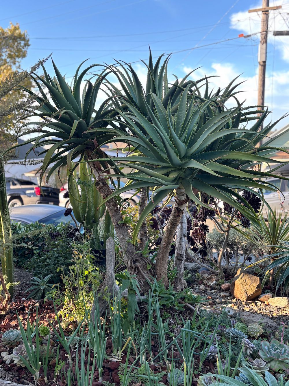 Two tall aloe plants with spiky green leaves in a garden bed, with other plants and a street in the background.