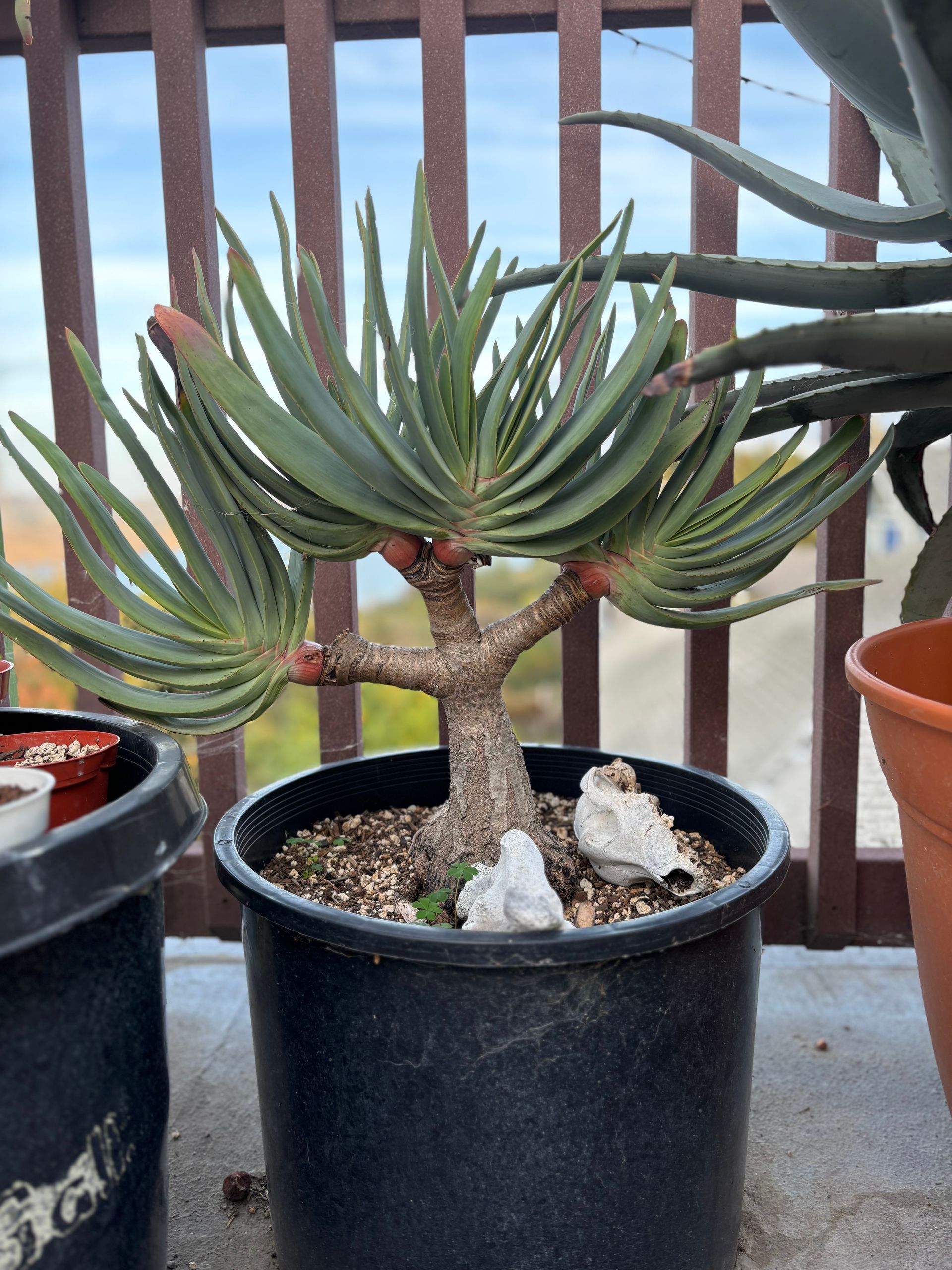 Aloe plant in a black pot with thick stem and green, fan-shaped leaves, on a balcony.