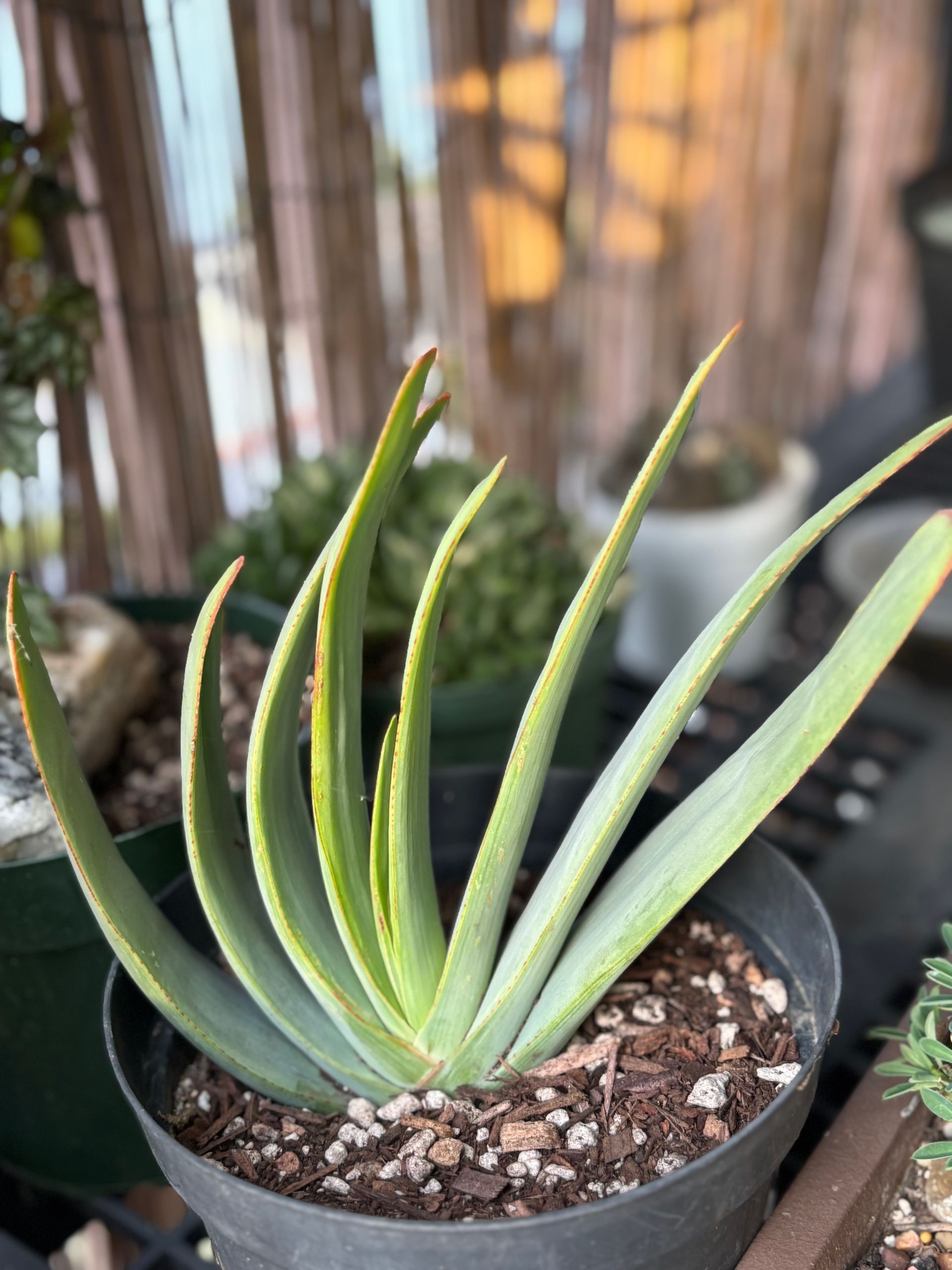 Aloe plant in a black pot with thick stem and green, fan-shaped leaves, on a balcony.
