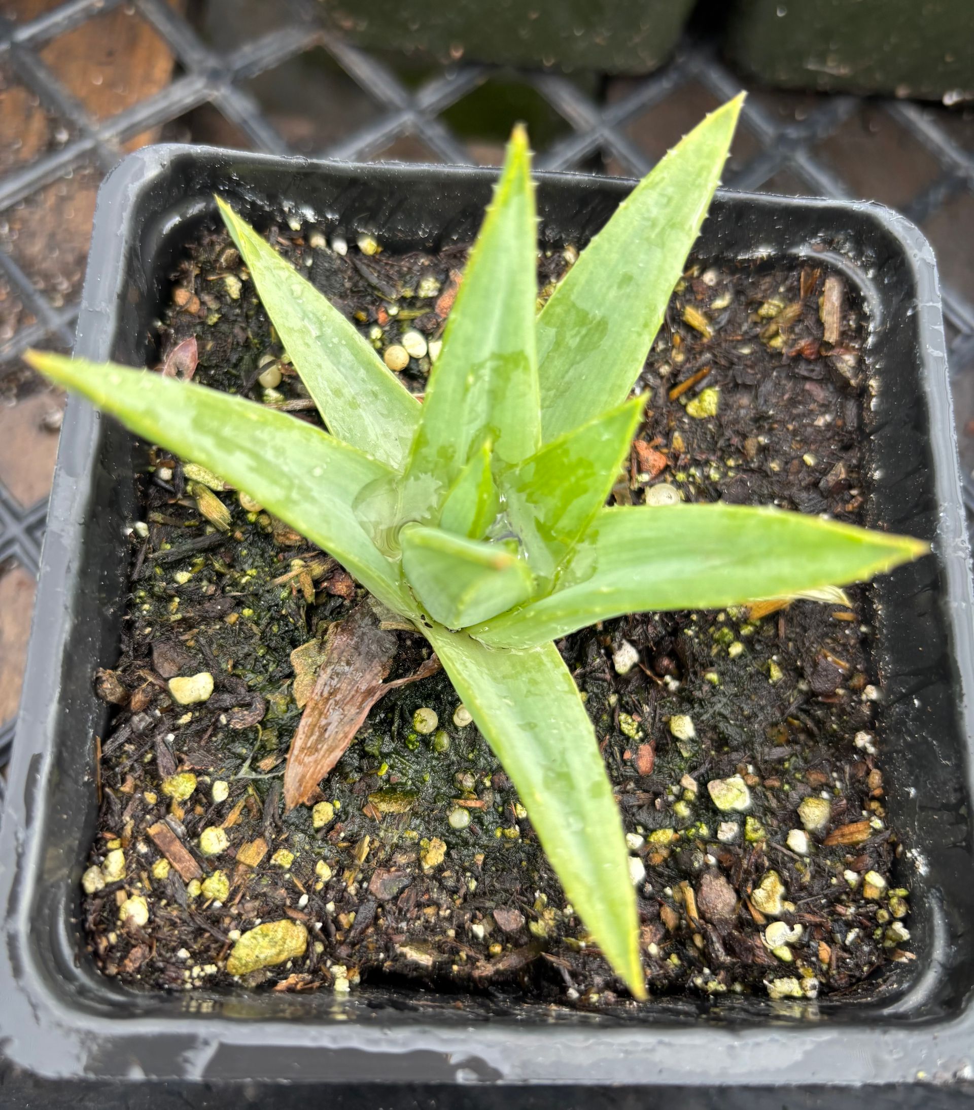 Aloe 'polyphylla' Spiral Geometric Fibonacci - Live Succulent Plant - 4