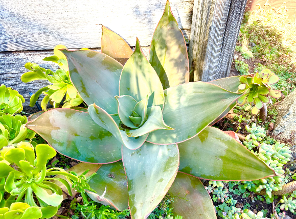 Succulent plant with blue-green leaves, growing among other small plants, next to wooden planks.