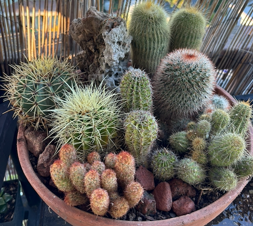 Cactus arrangement in California