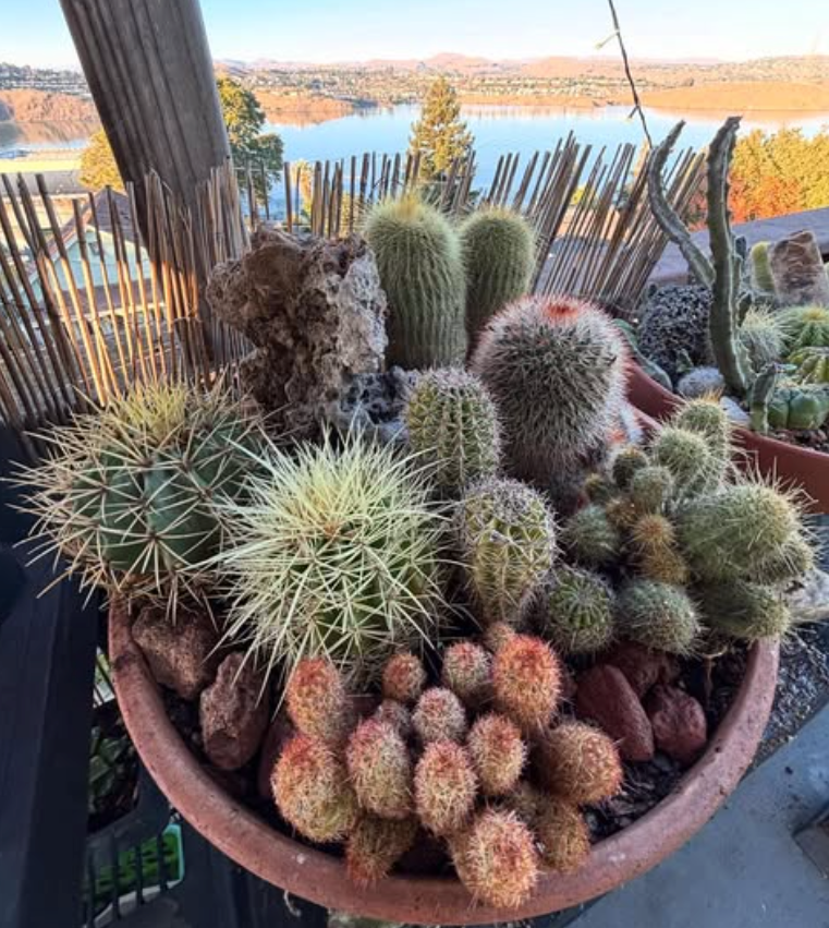 Curving pathway through a lush garden, lined with bushes, flowers, and trees. Green foliage and dappled sunlight.