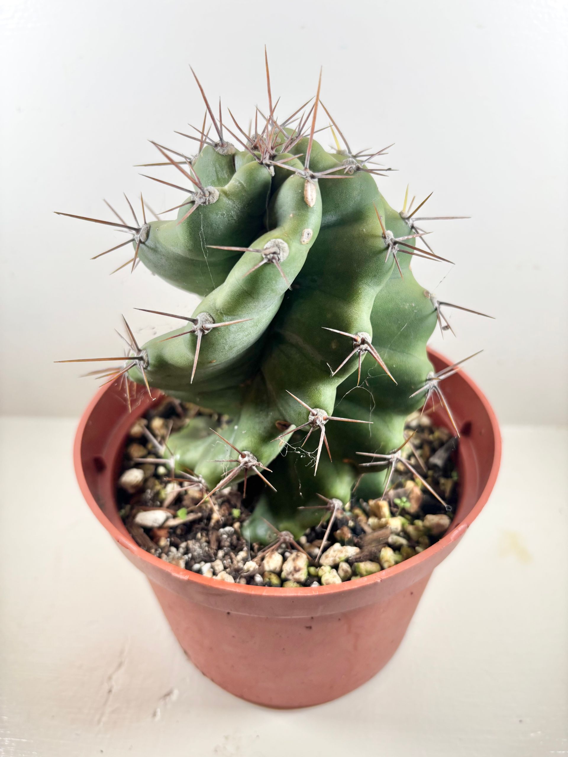 Cereus Forbesii Spiralis