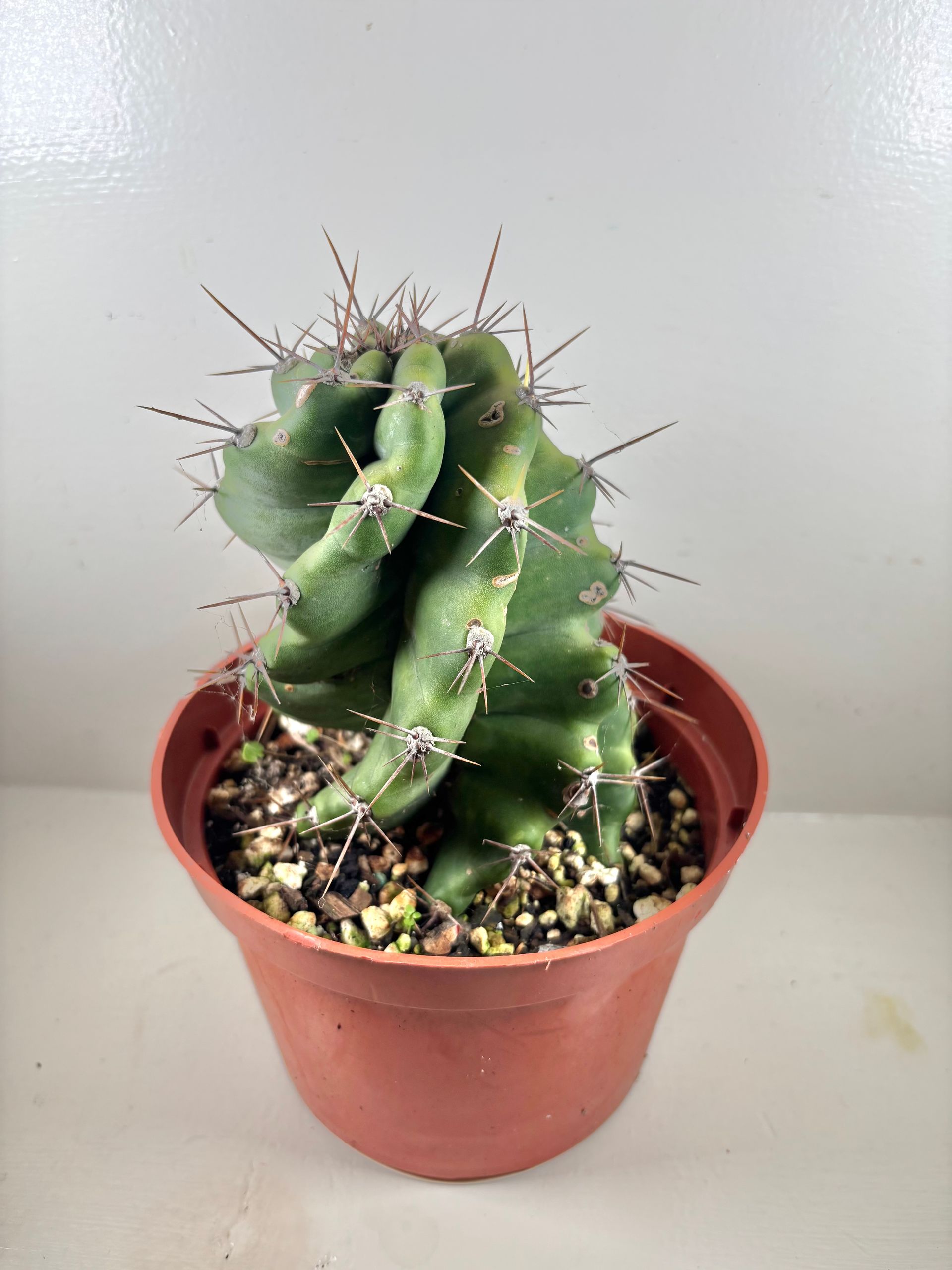 Cereus Forbesii Spiralis