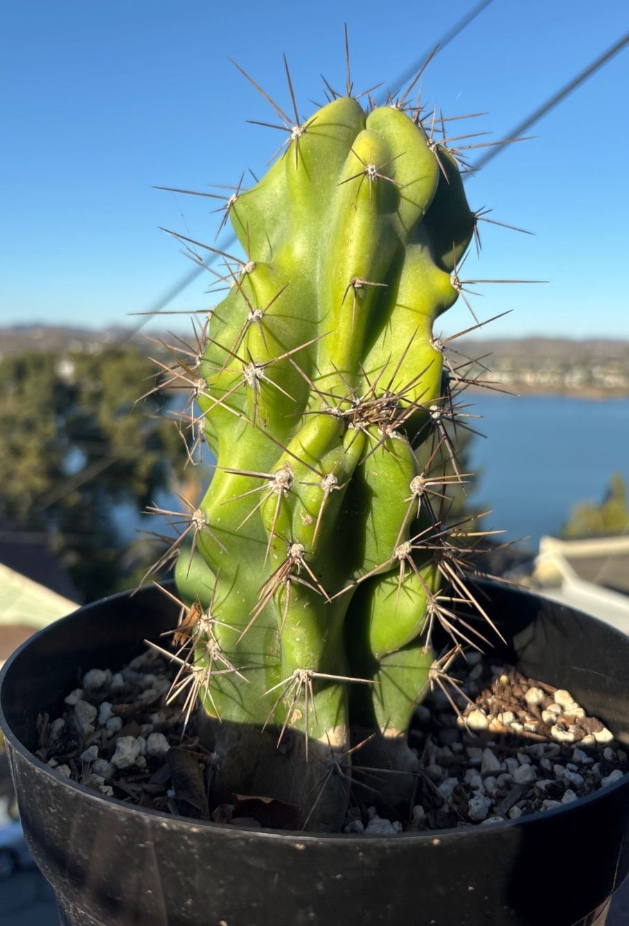 Green cactus with long spines in a black pot, against a blue sky with a body of water in the background.
