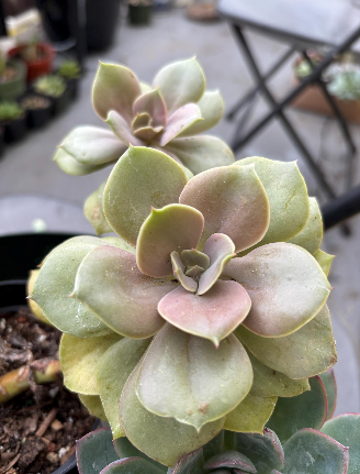 Close-up of two light green succulent plants, with pinkish-tan centers.