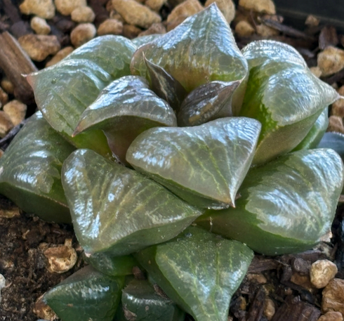 Succulent plant with translucent, rounded green leaves.