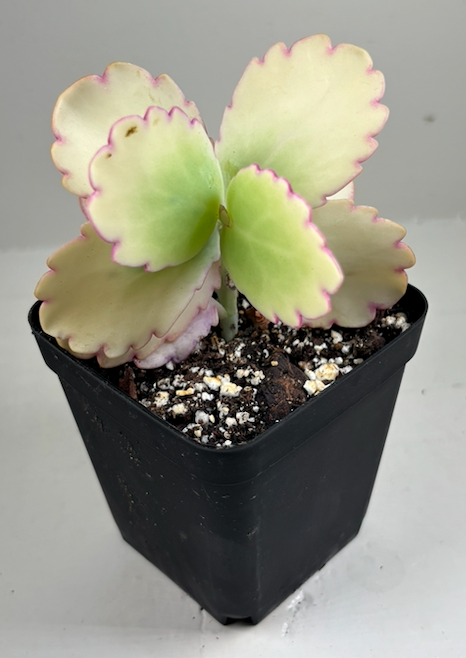 Succulent plant in a black pot, green and cream leaves with pink edges.