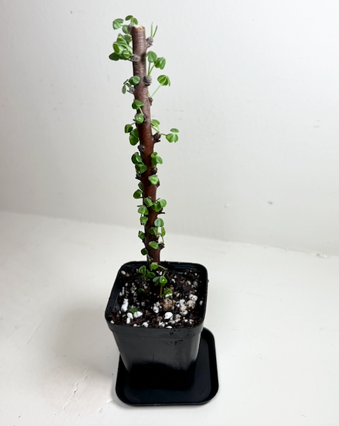 Ocotillo plant with green leaves, growing in a rocky desert landscape.